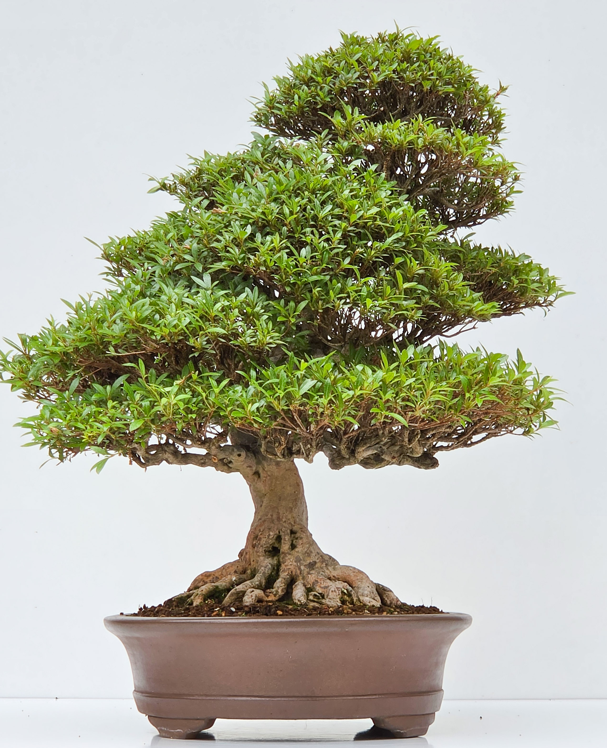 Bonsai Premium Azalee -  Rhododendron indicum kinsai 60cm