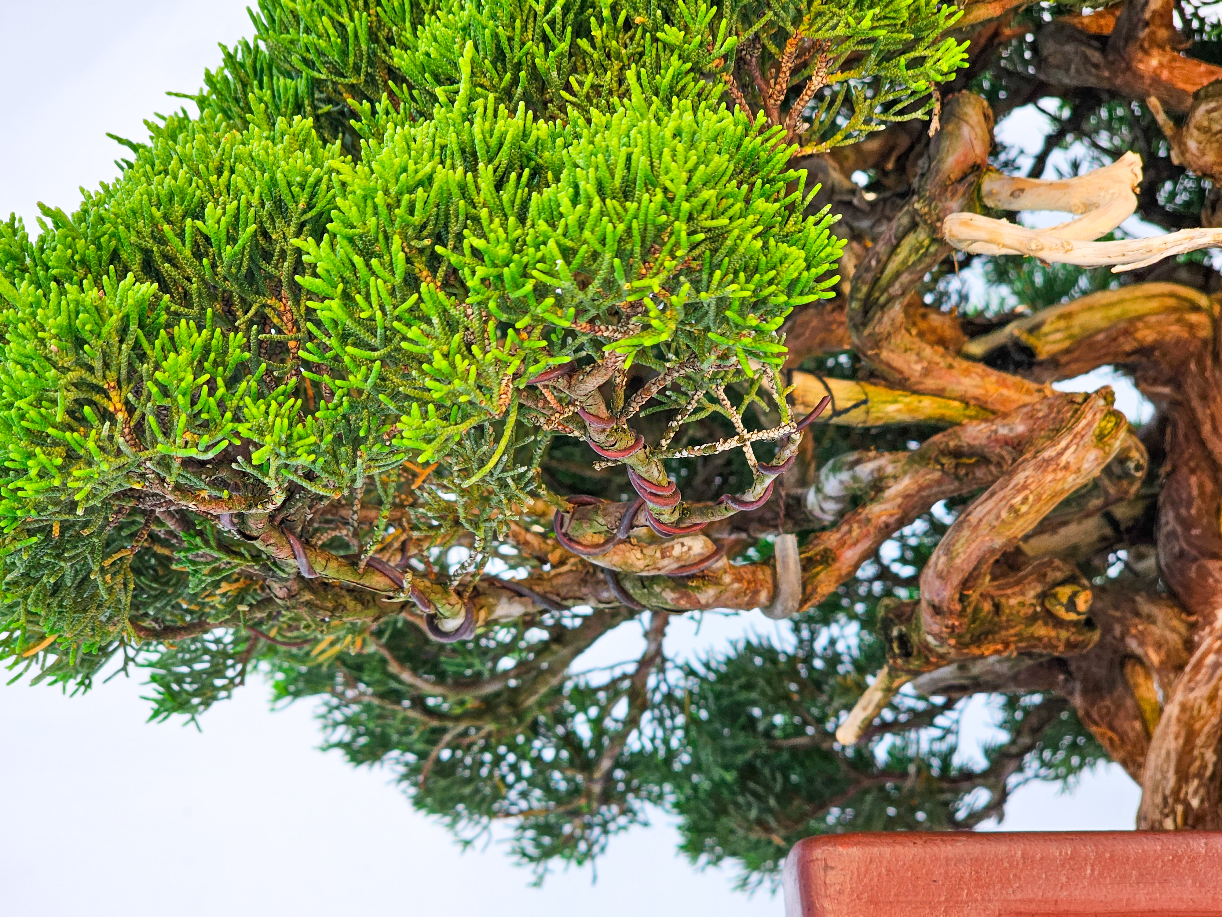 Bonsai Wacholder Juniperus chinensis shimpaku 39 cm Bonsai Wacholder Juniperus chinensis shimpaku 39 cm