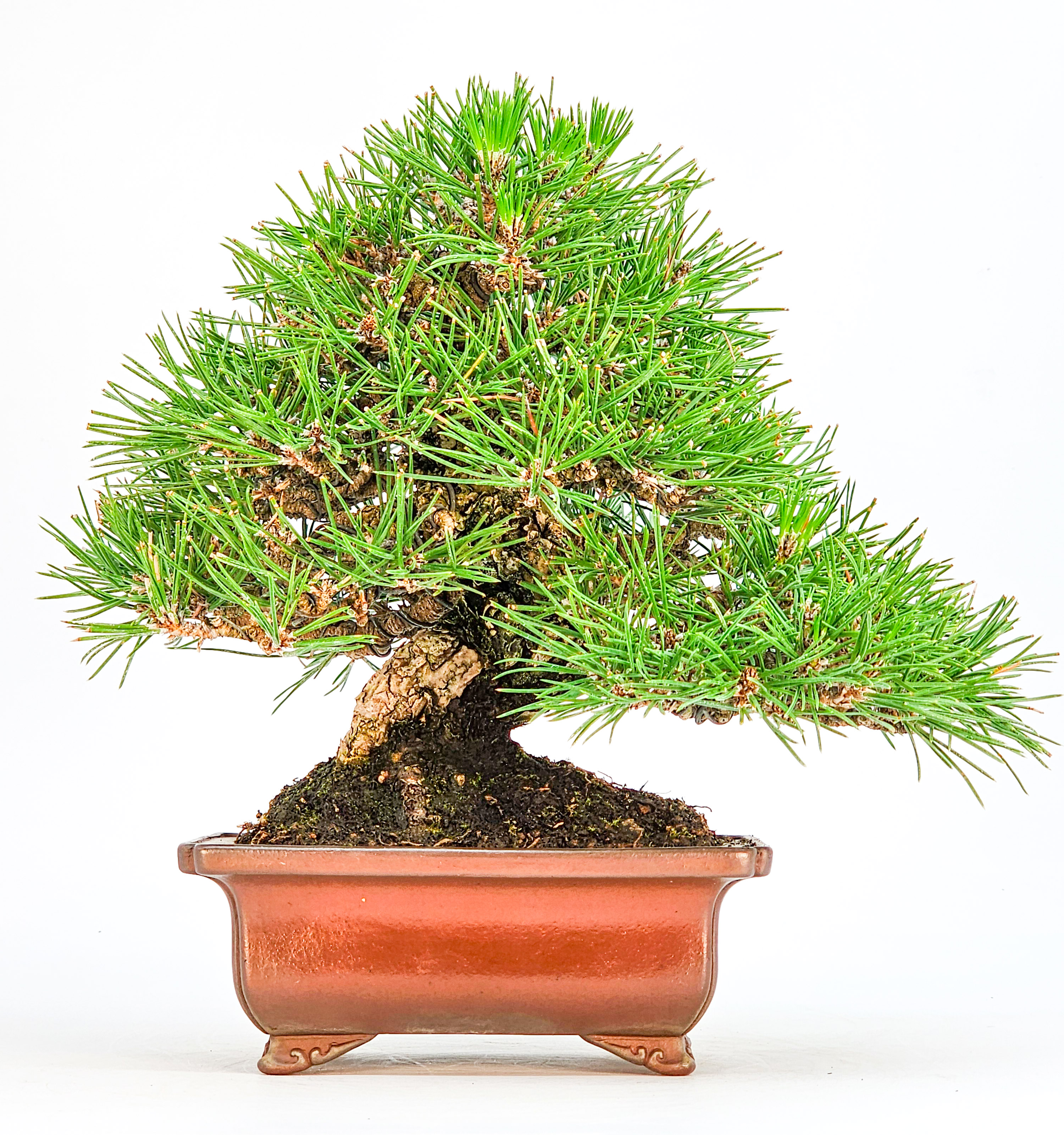 Bonsai Schwarzkiefer - Pinus thunbergii Shohin 20cm