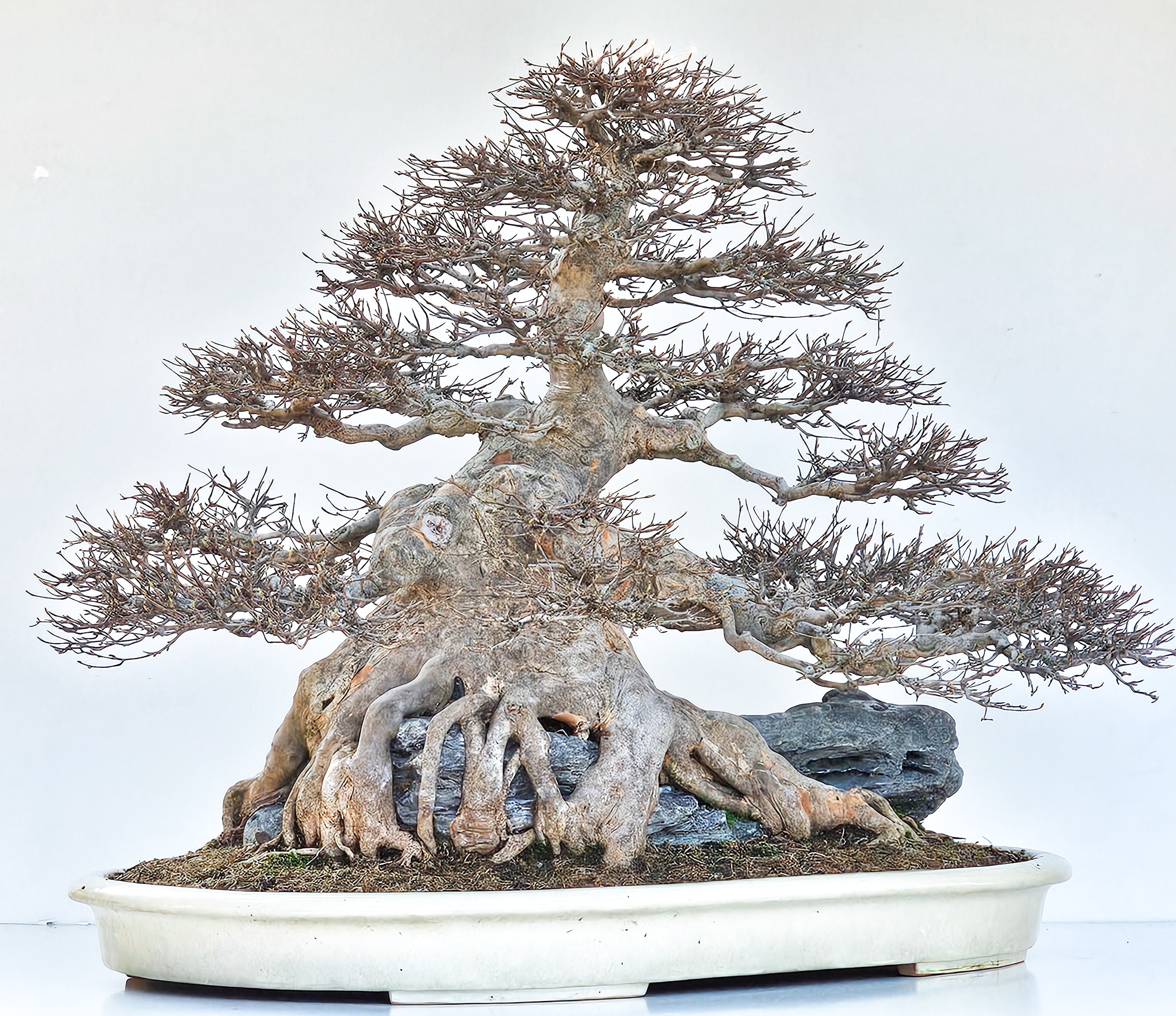 Bonsai Dreispitzahorn - Acer buergerianum Ishizuki 58cm - Video!! Bonsai Dreispitzahorn - Acer buergerianum Ishizuki 58cm - Video!!