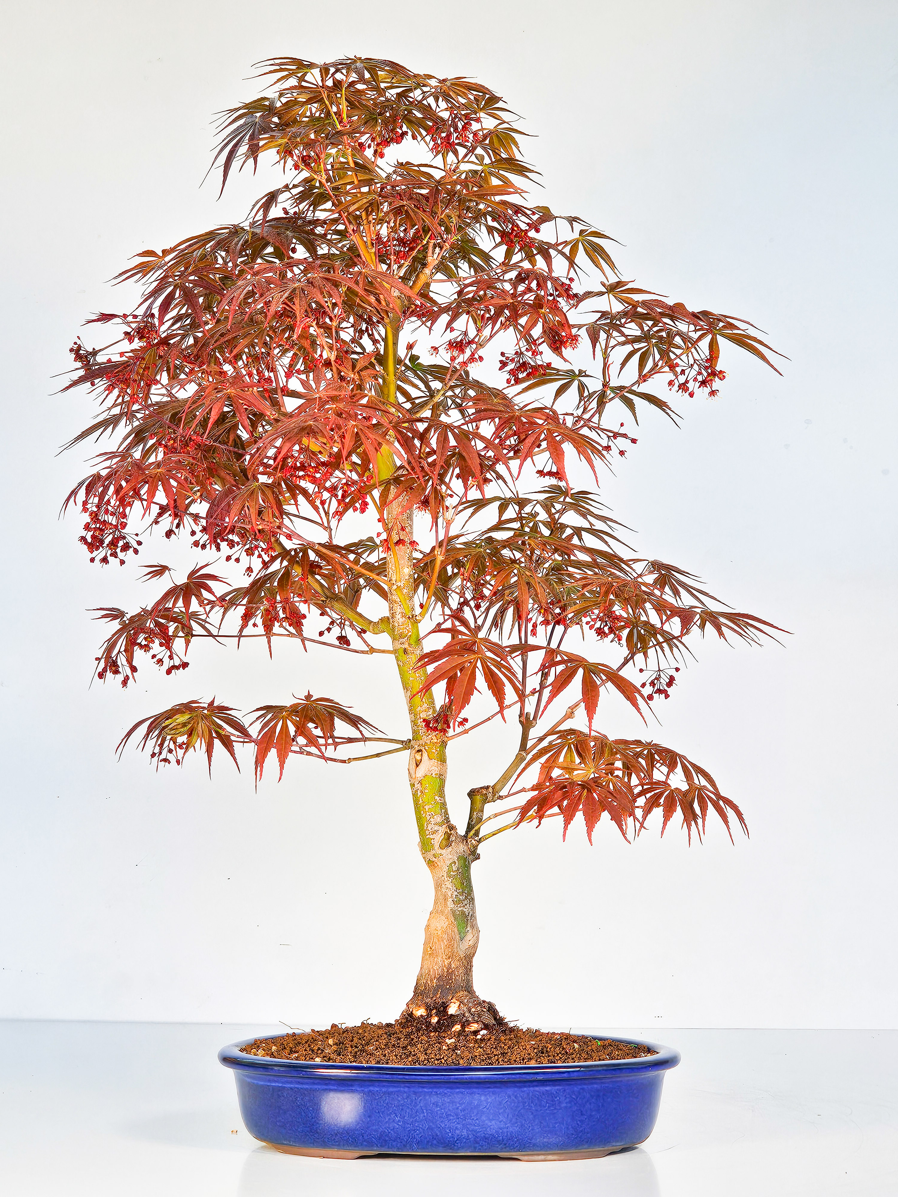 Bonsai Fächerahorn - Acer palmatum Tsuma beni 52cm 