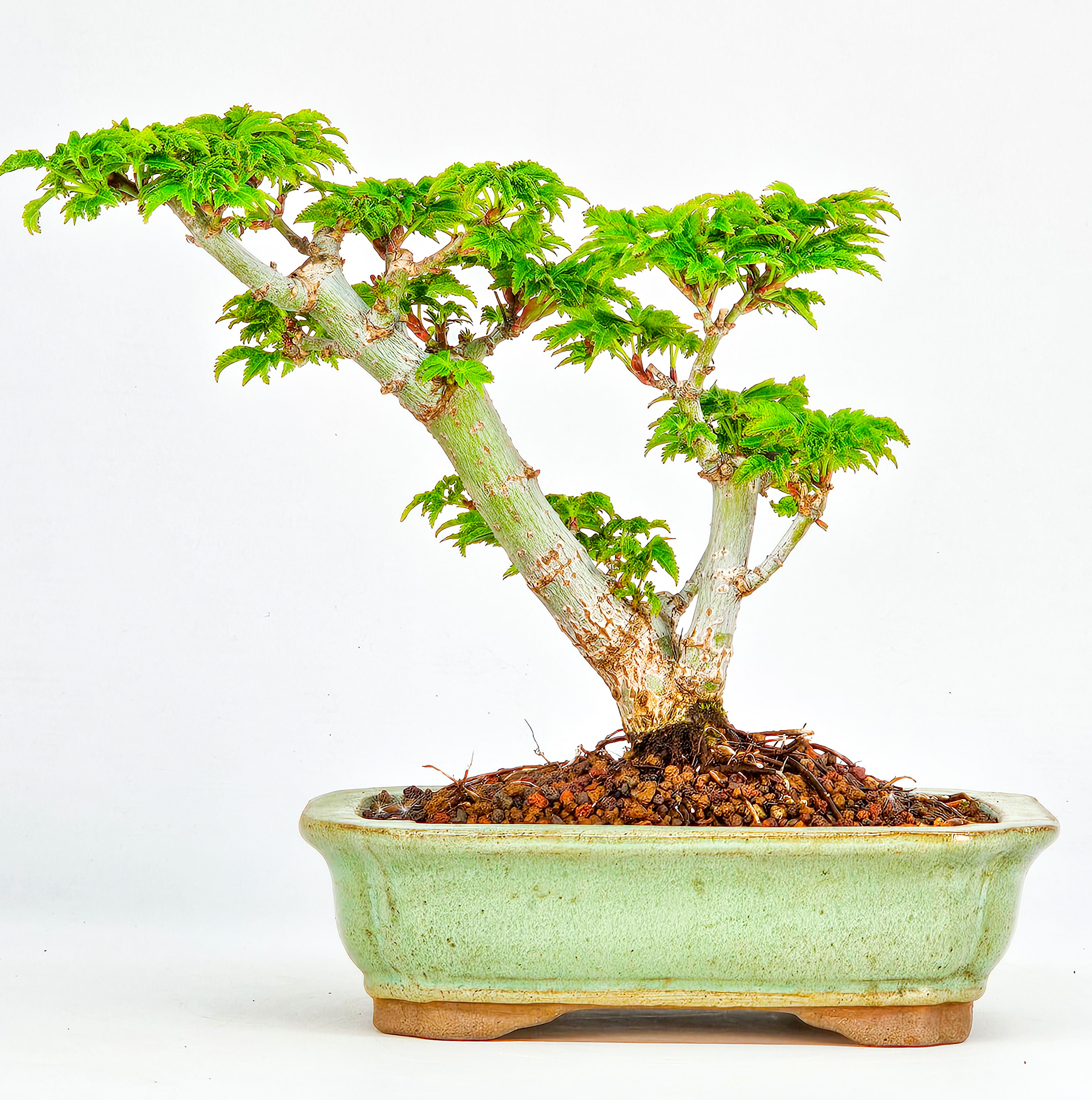 Bonsai Löwenkopfahorn- Acer palmatum Shishigashira Shohin 12cm      