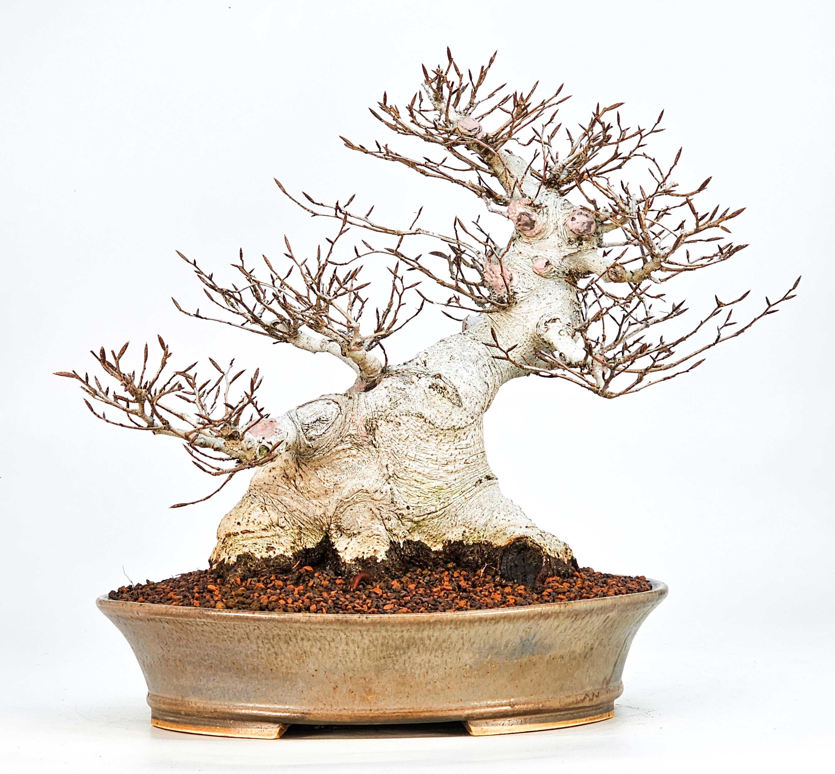 Bonsai Premium Kerbbuche Fagus Crenata 26 cm Video!!! Bonsai Premium Kerbbuche Fagus Crenata 26 cm Video!!!