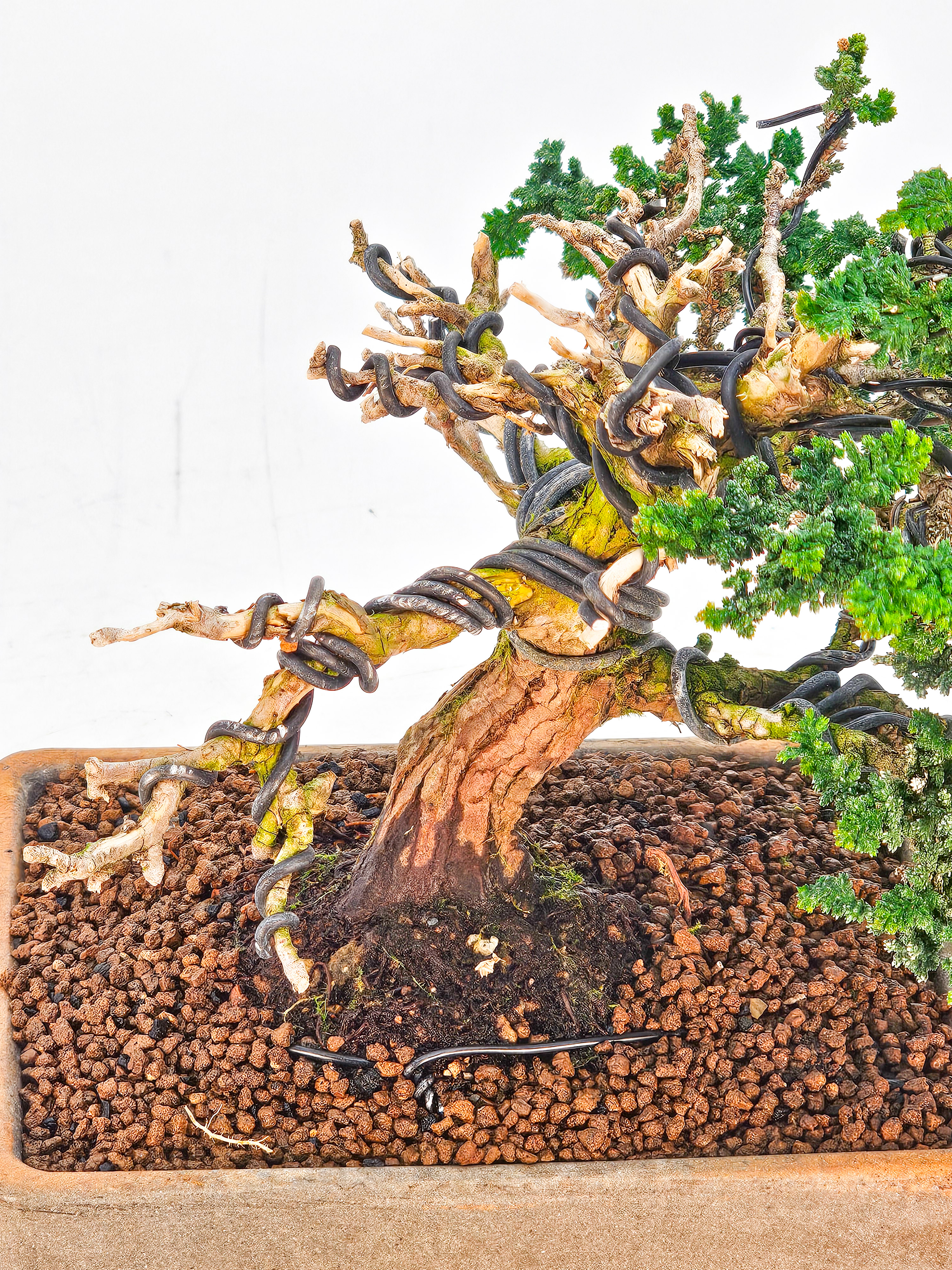 Bonsai Chamaecyparis obtusa Sekka hinoki Shohin 14cm  
