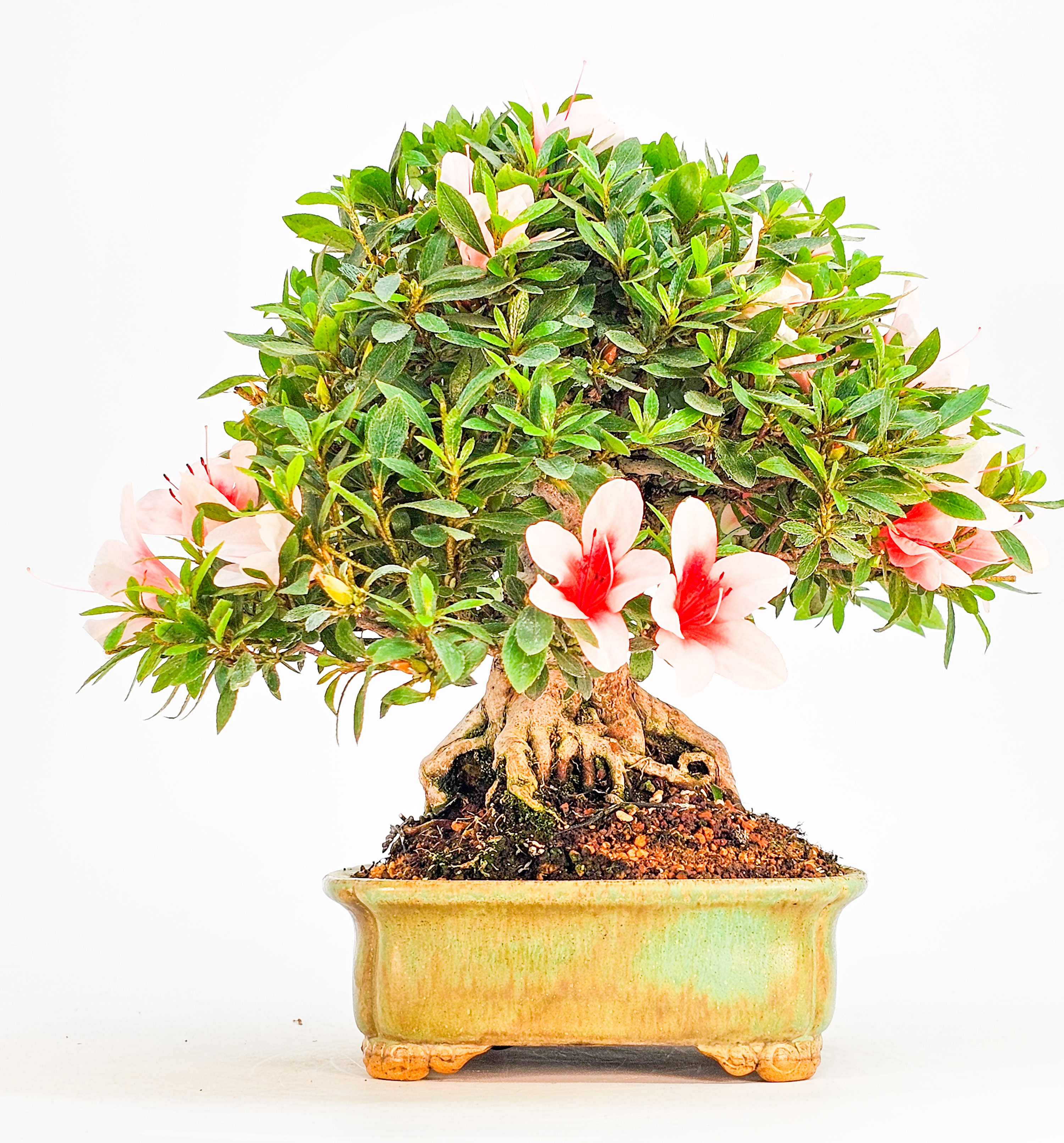 Bonsai Azalee Rhododendron indicum - Hi-no-maru - Shohin 19,5cm - Video!! Bonsai Azalee Rhododendron indicum - Hi-no-maru - Shohin 19,5cm - Video!!