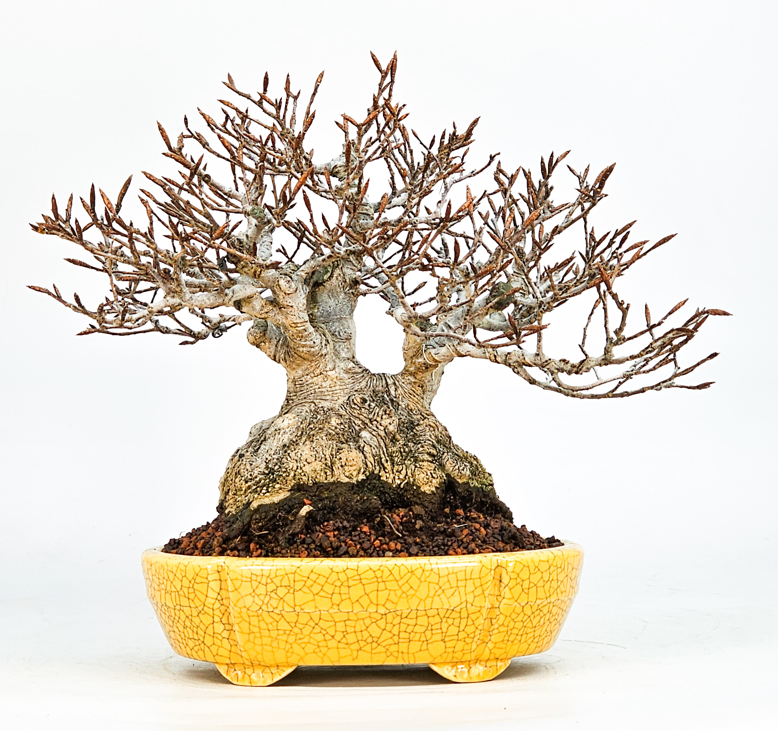 Bonsai Premium Kerbbuche Fagus Crenata 17,5 cm Video!! Bonsai Premium Kerbbuche Fagus Crenata 17,5 cm Video!!