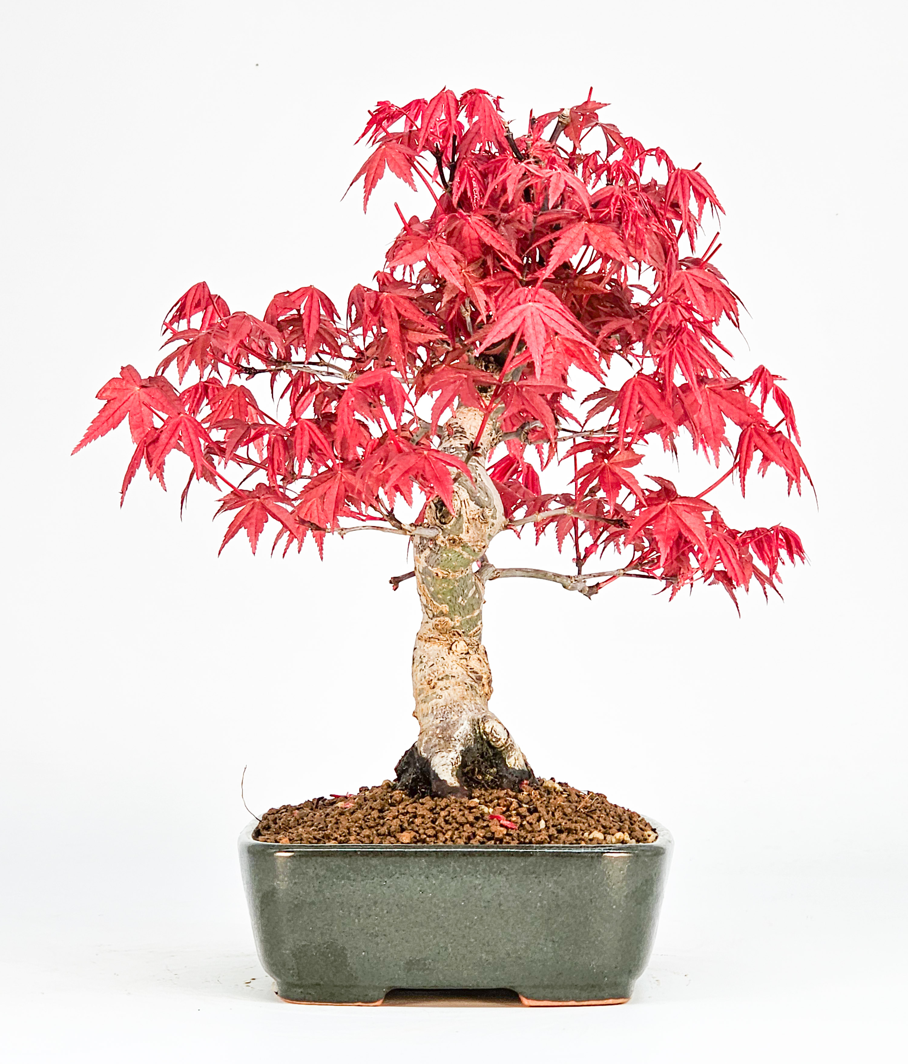 Bonsai Fächerahorn Acer palmatum Deshojo Shohin 20cm