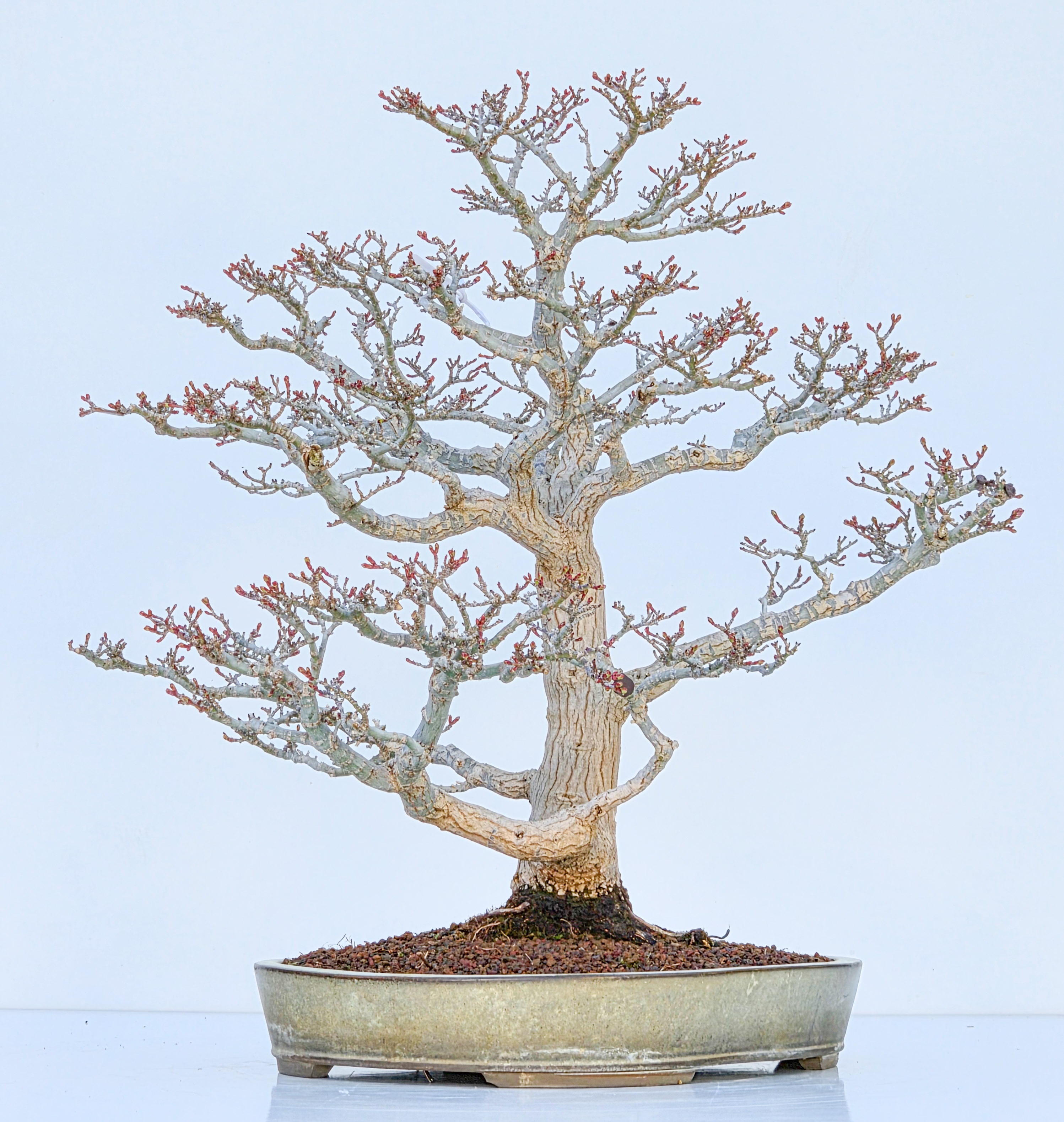 Bonsai Premium Löwenkopfahorn- Acer palmatum Shishigashira 47cm Video!!
