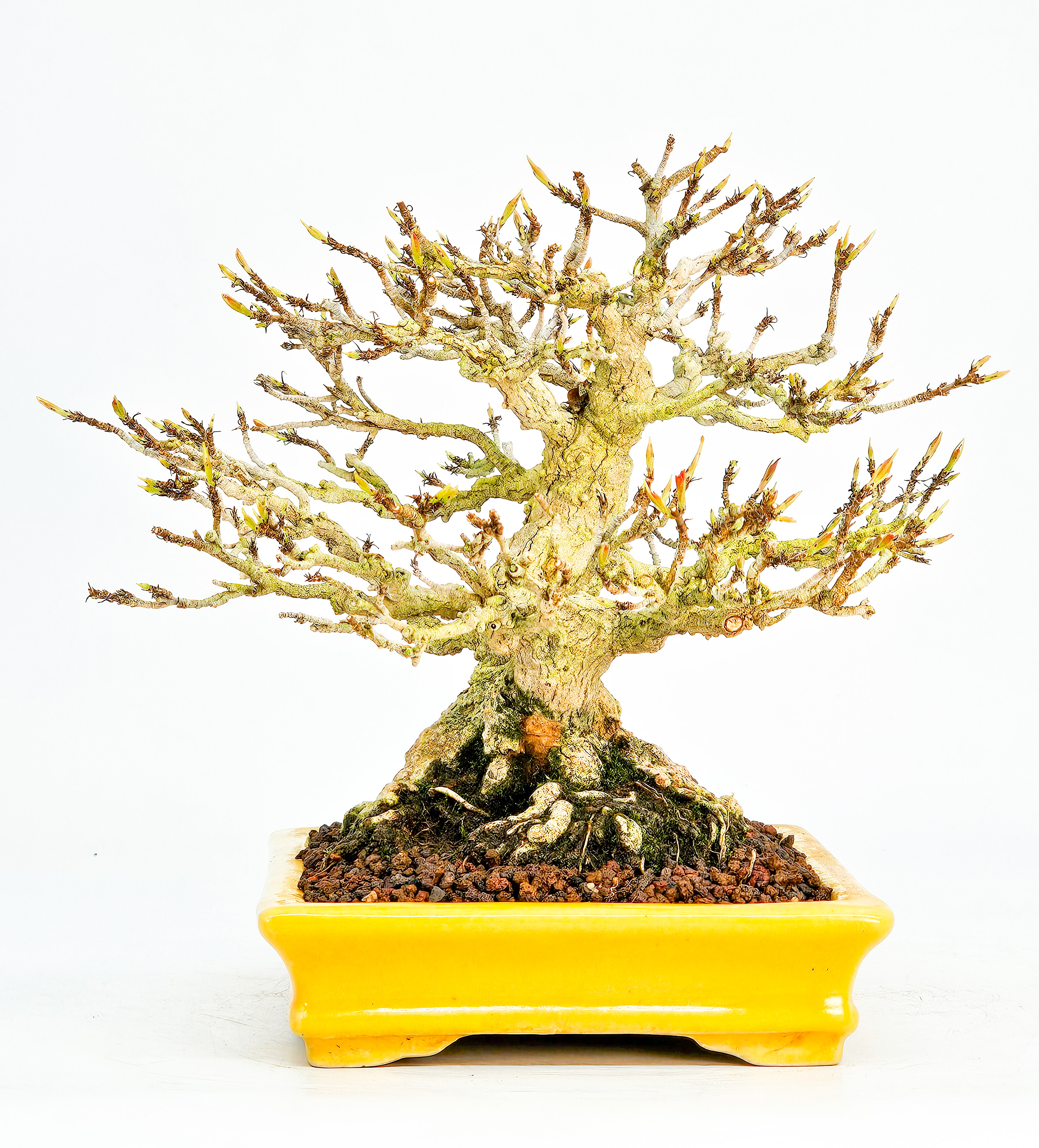 Bonsai Dreispitzahorn  - Acer buergerianum Shohin 16cm   