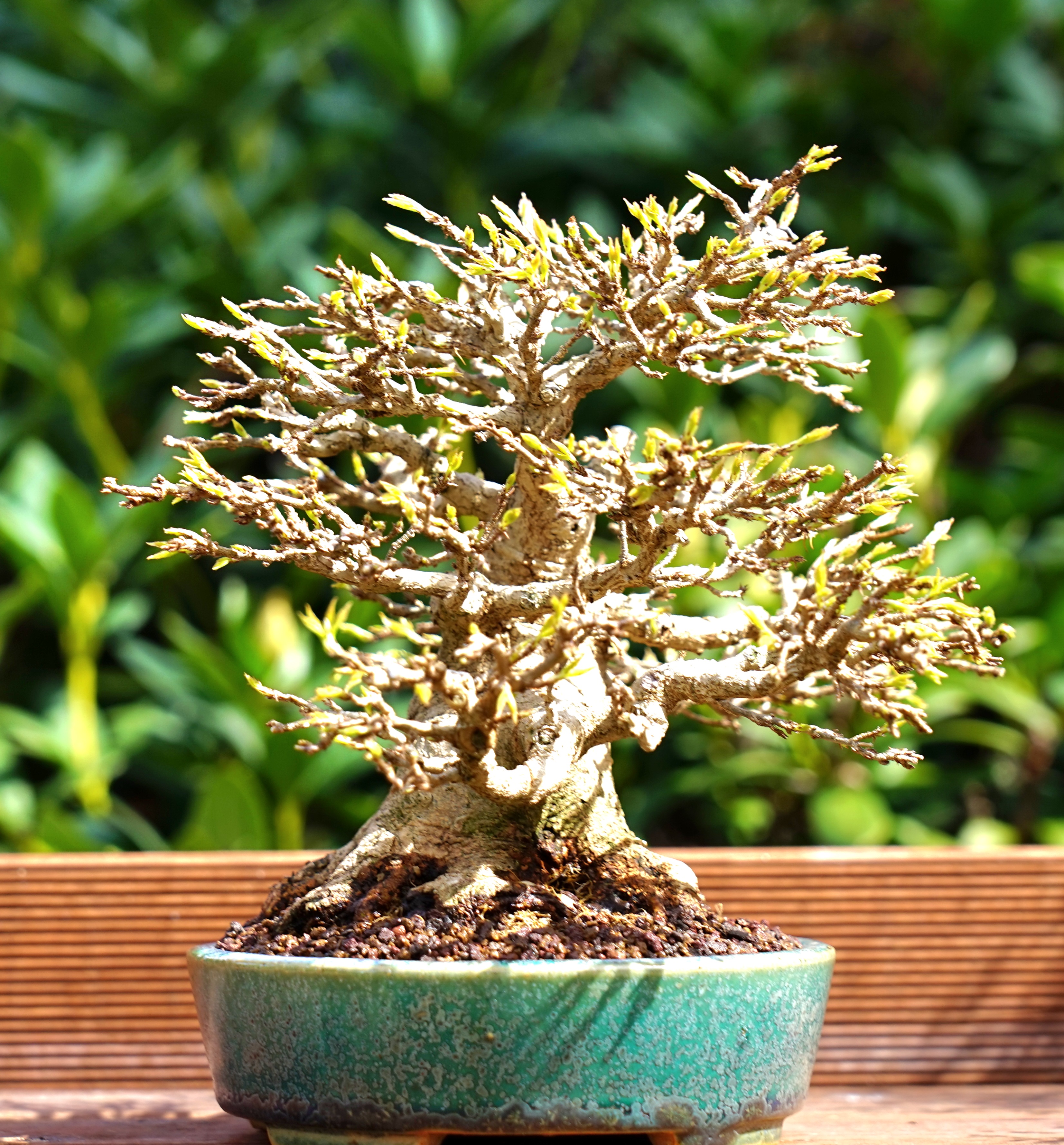 Bonsai Dreispitzahorn  - Acer buergerianum Shohin 19cm   