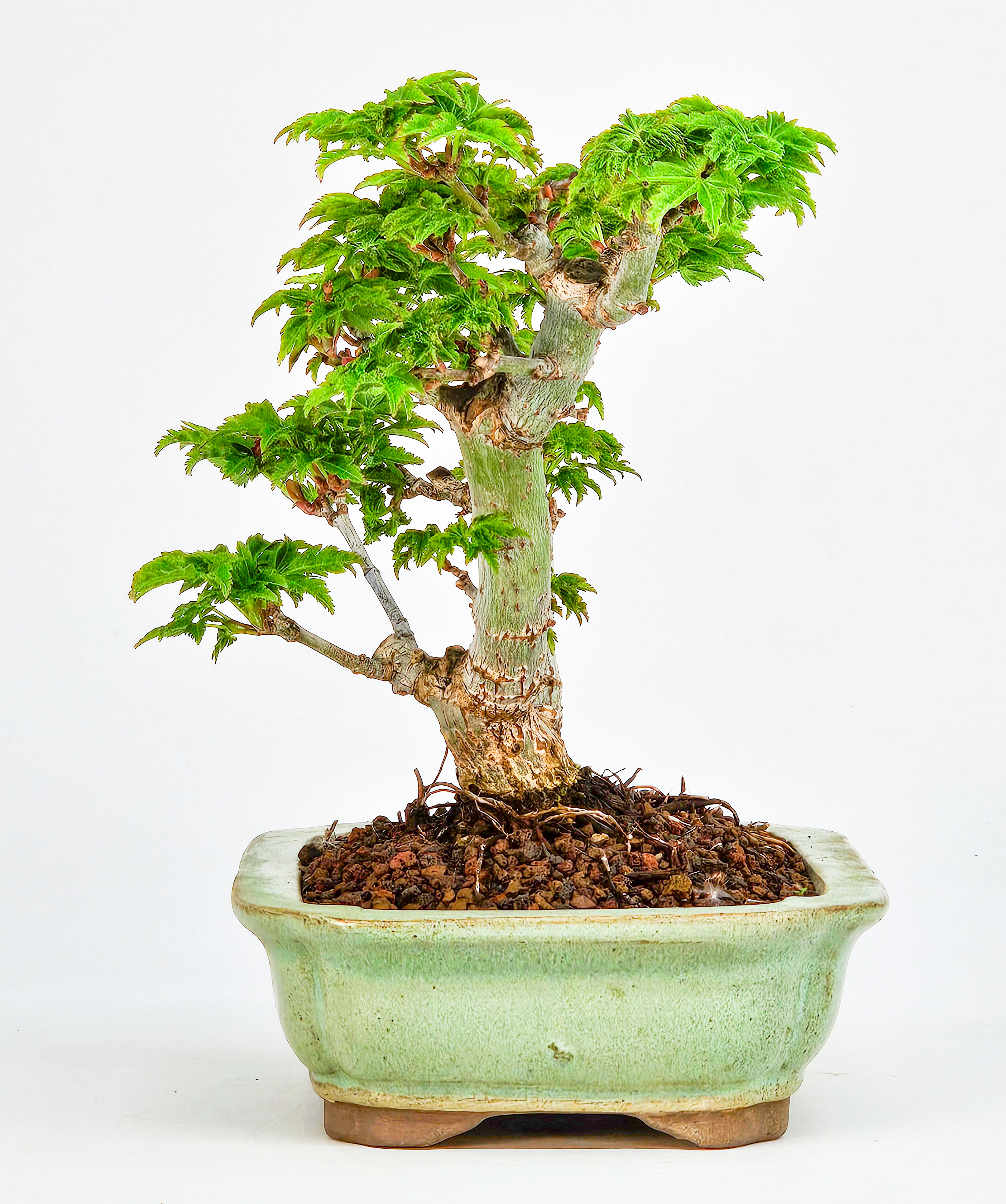 Bonsai Löwenkopfahorn- Acer palmatum Shishigashira Shohin 12cm      