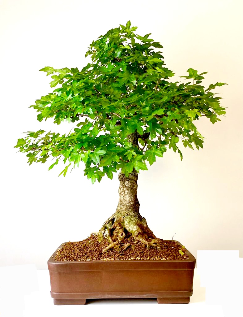 Bonsai Feldahorn Acer campestre 65cm