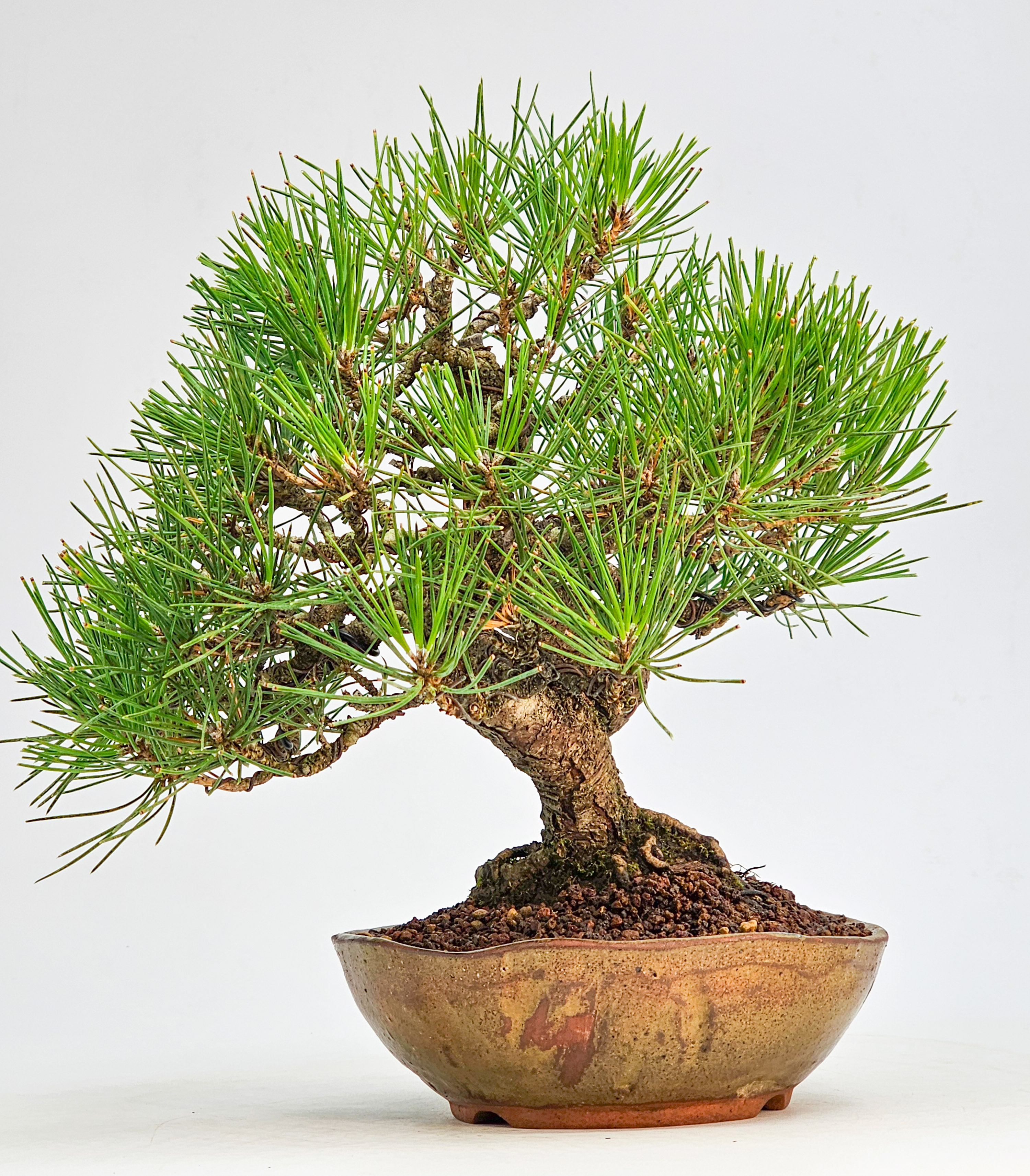 Bonsai Schwarzkiefer - Pinus thunbergii Shohin 21cm