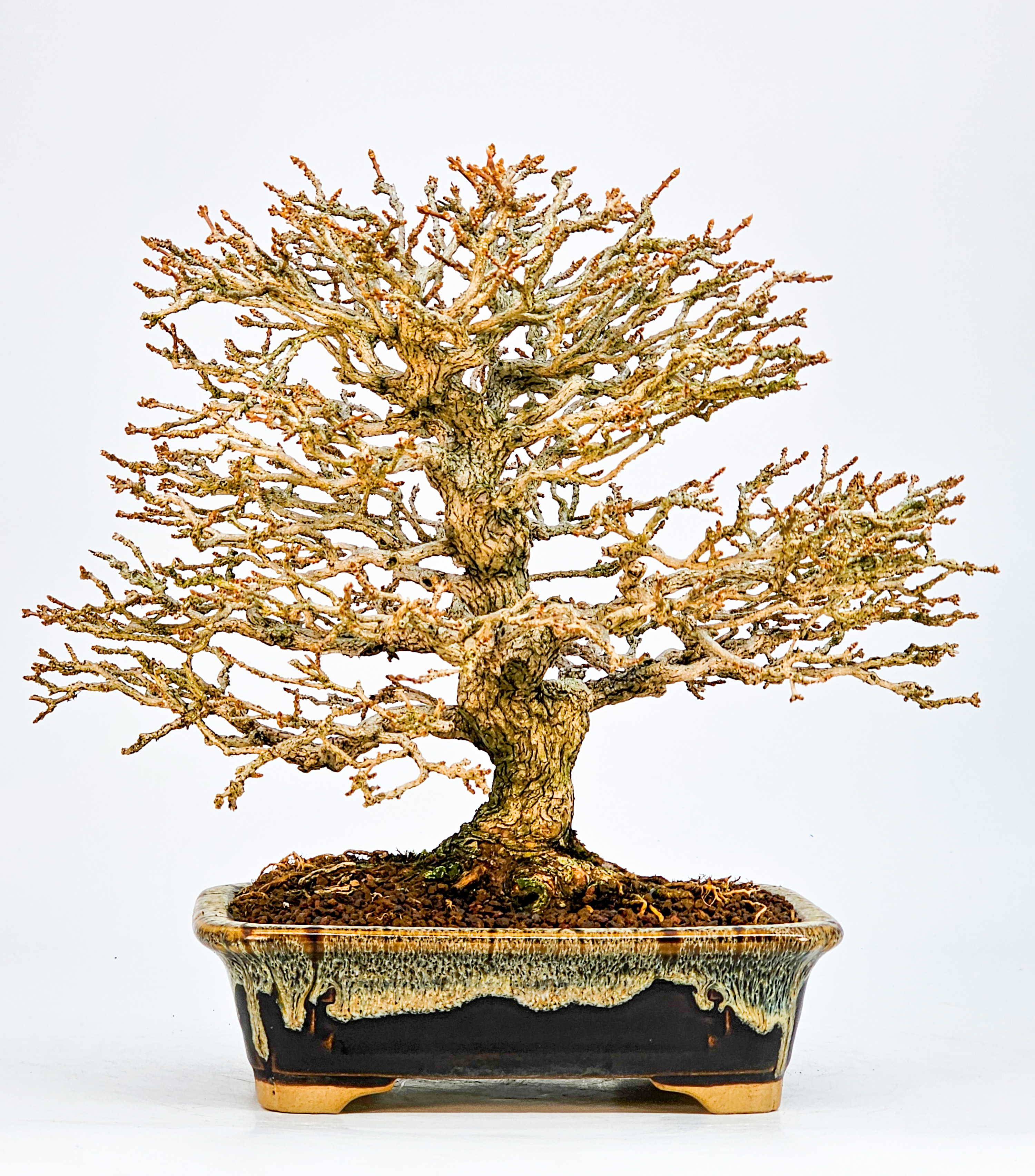 Bonsai Premna japonica Duftahorn Shohin 24cm - Video! 