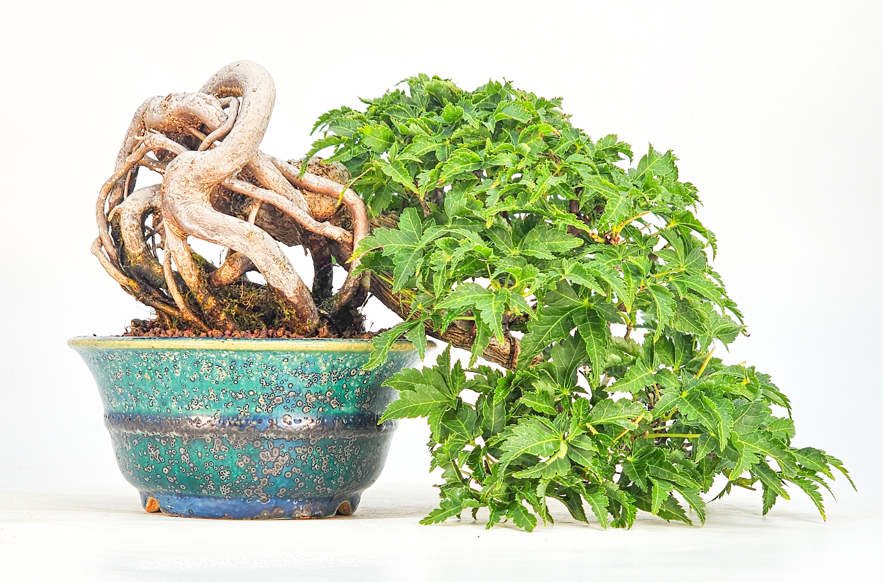 Bonsai Premium Löwenkopfahorn- Acer palmatum Shishigashira Shohin 16cm Video!!