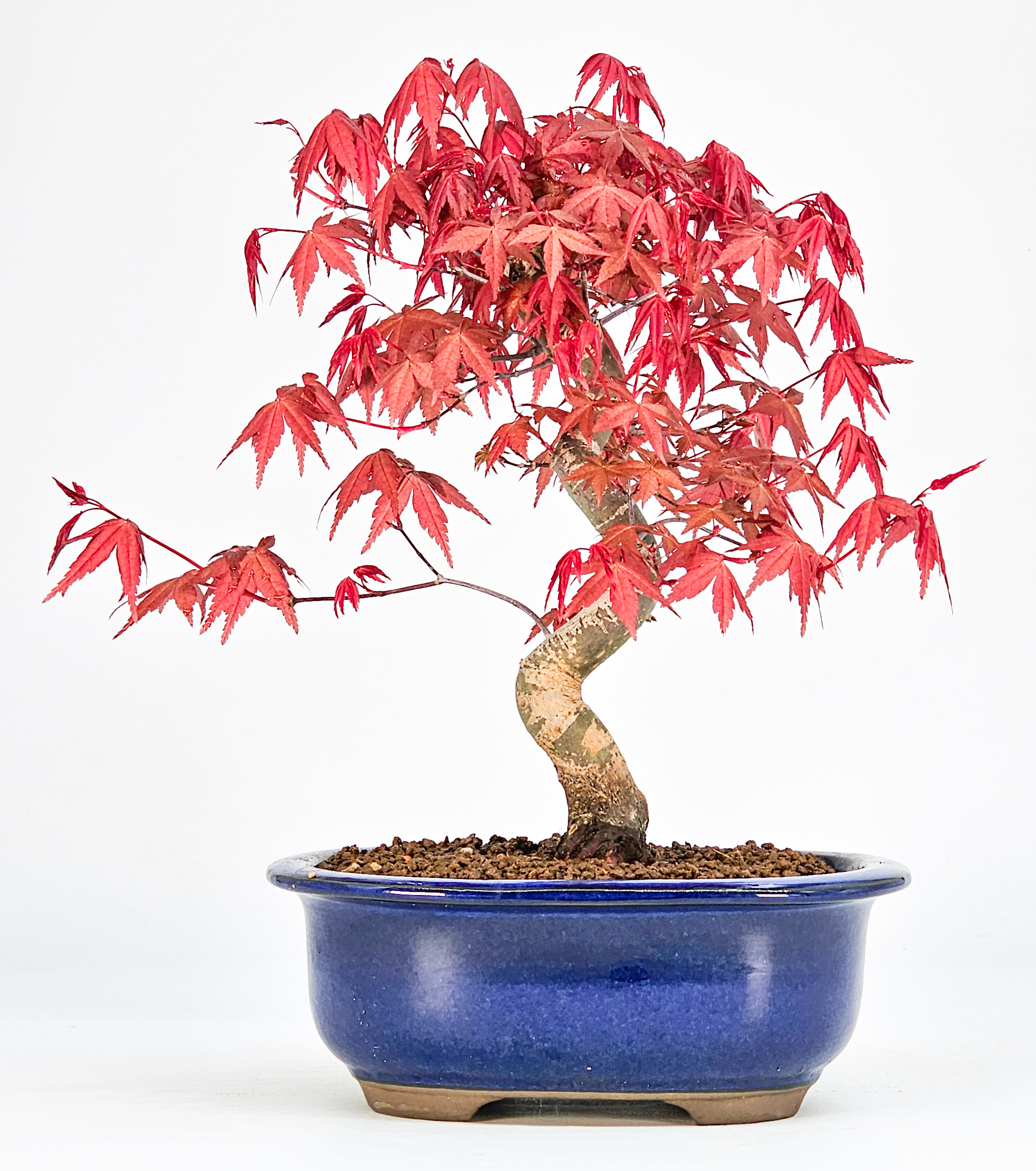 Bonsai Fächerahorn Acer palmatum Deshojo Shohin 21cm  