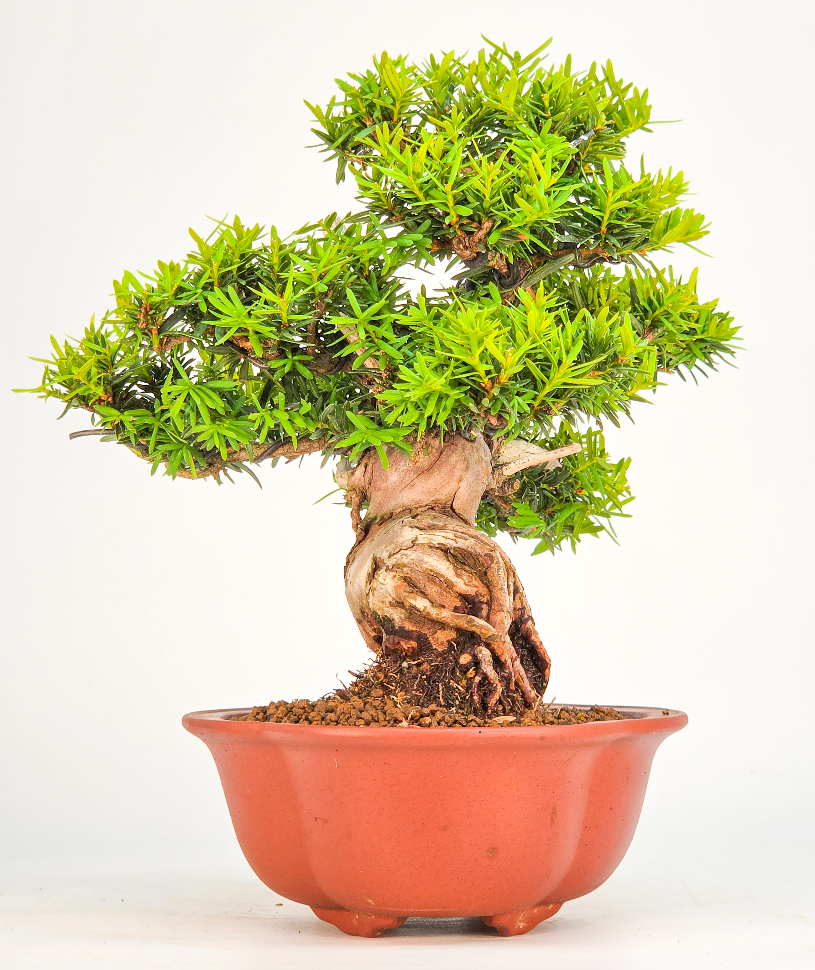 Bonsai Eibe - Taxus Shohin 21cm