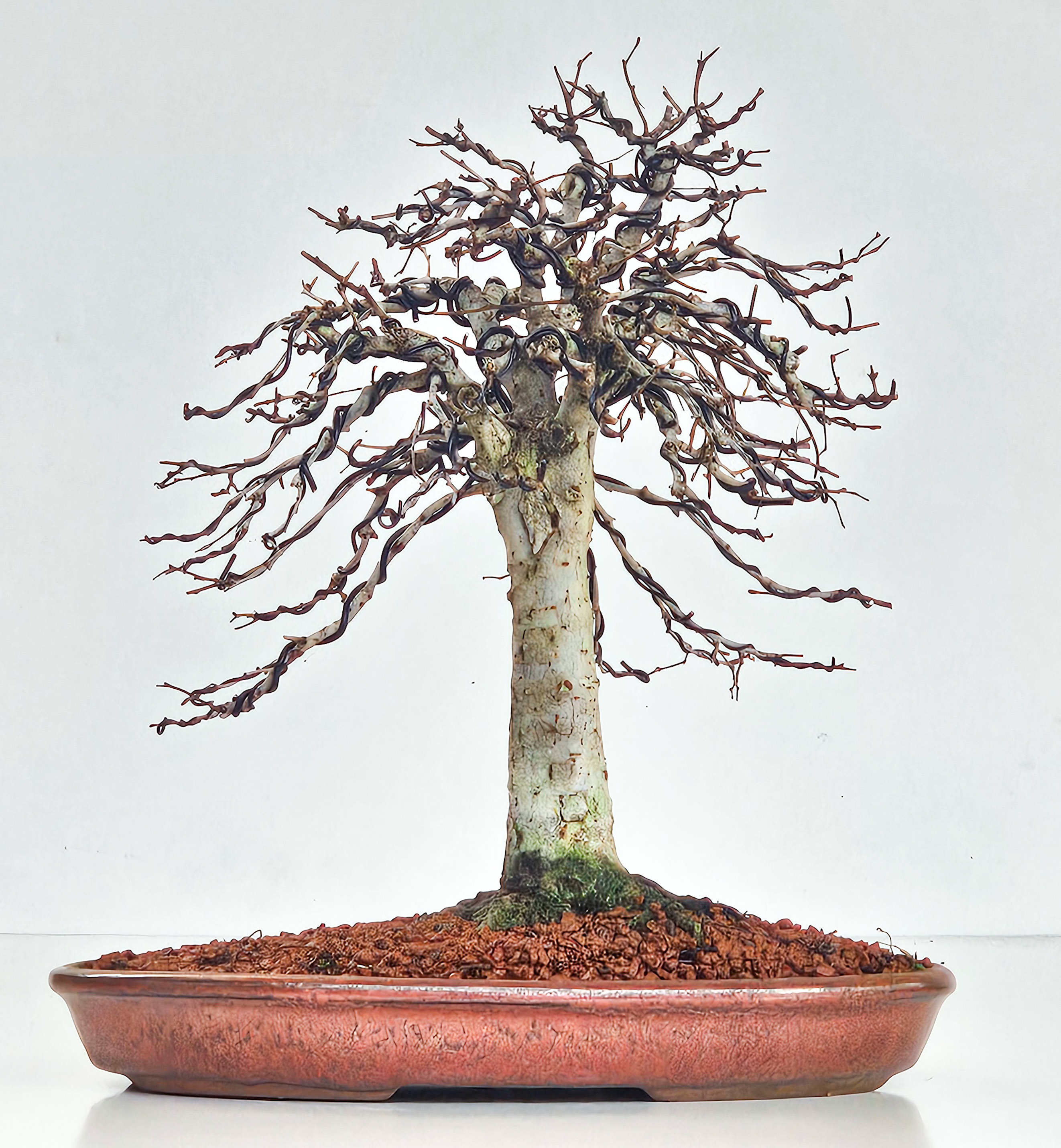 Bonsai Zelkova serrata 26cm - Video! Bonsai Zelkova serrata 26cm - Video!