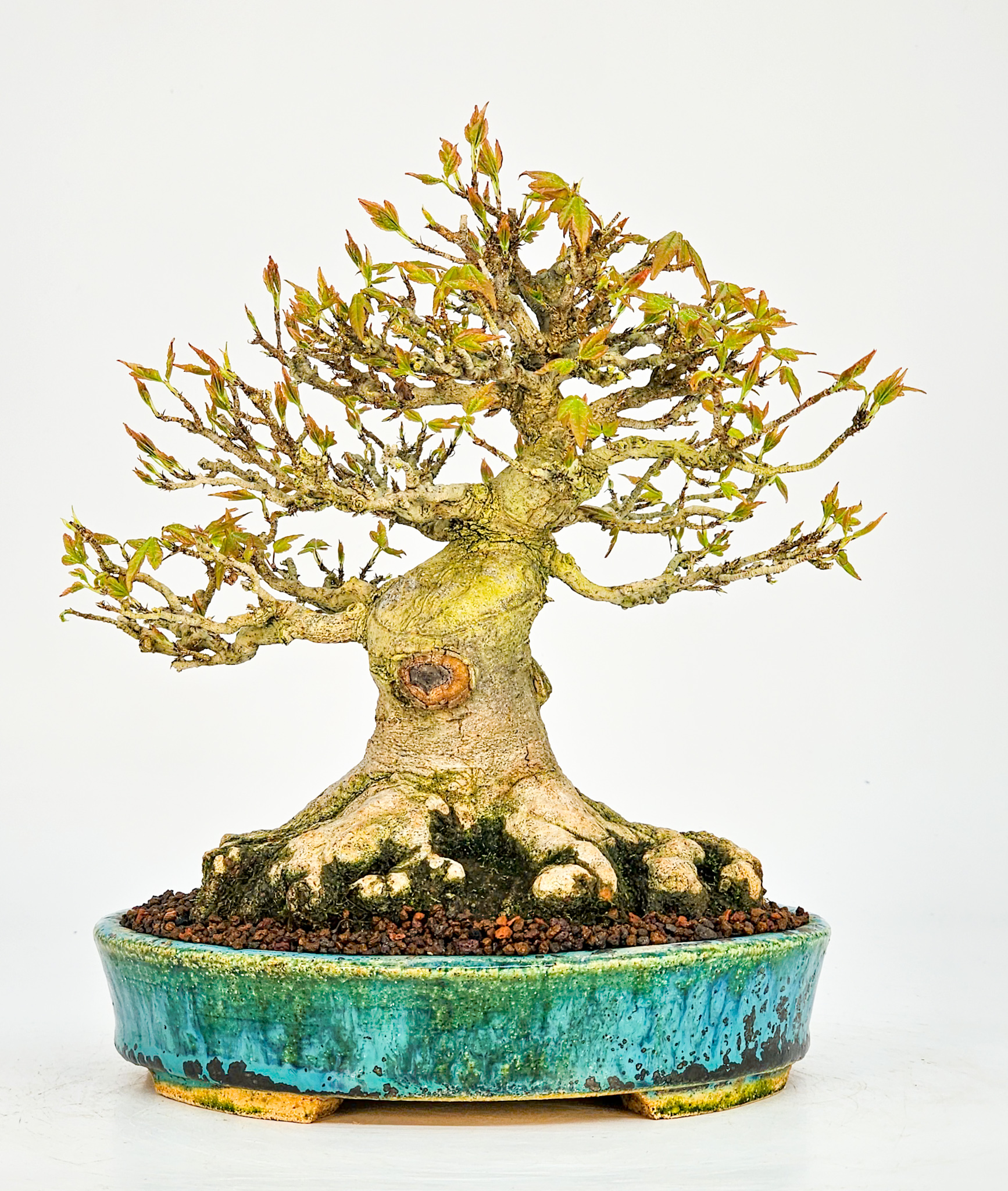 Bonsai Dreispitzahorn - Acer buergerianum Shohin 19cm - Video! Bonsai Dreispitzahorn - Acer buergerianum Shohin 19cm - Video!
