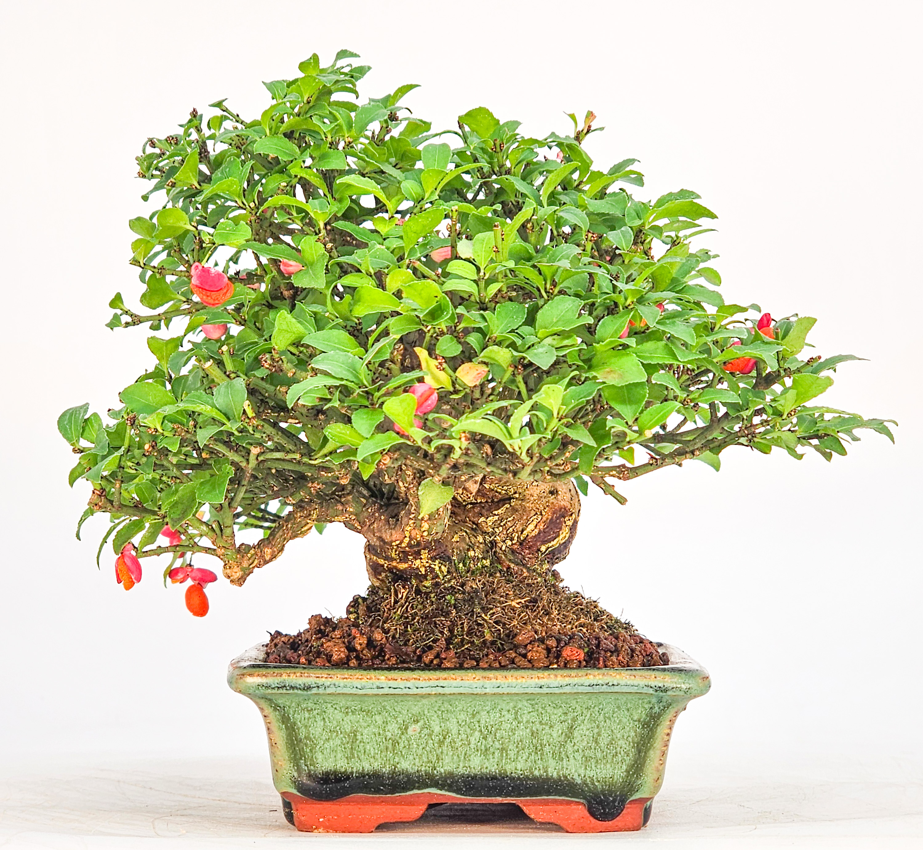 Bonsai Pfaffenhütchen - Euonymus Shohin 13,5cm Video!!