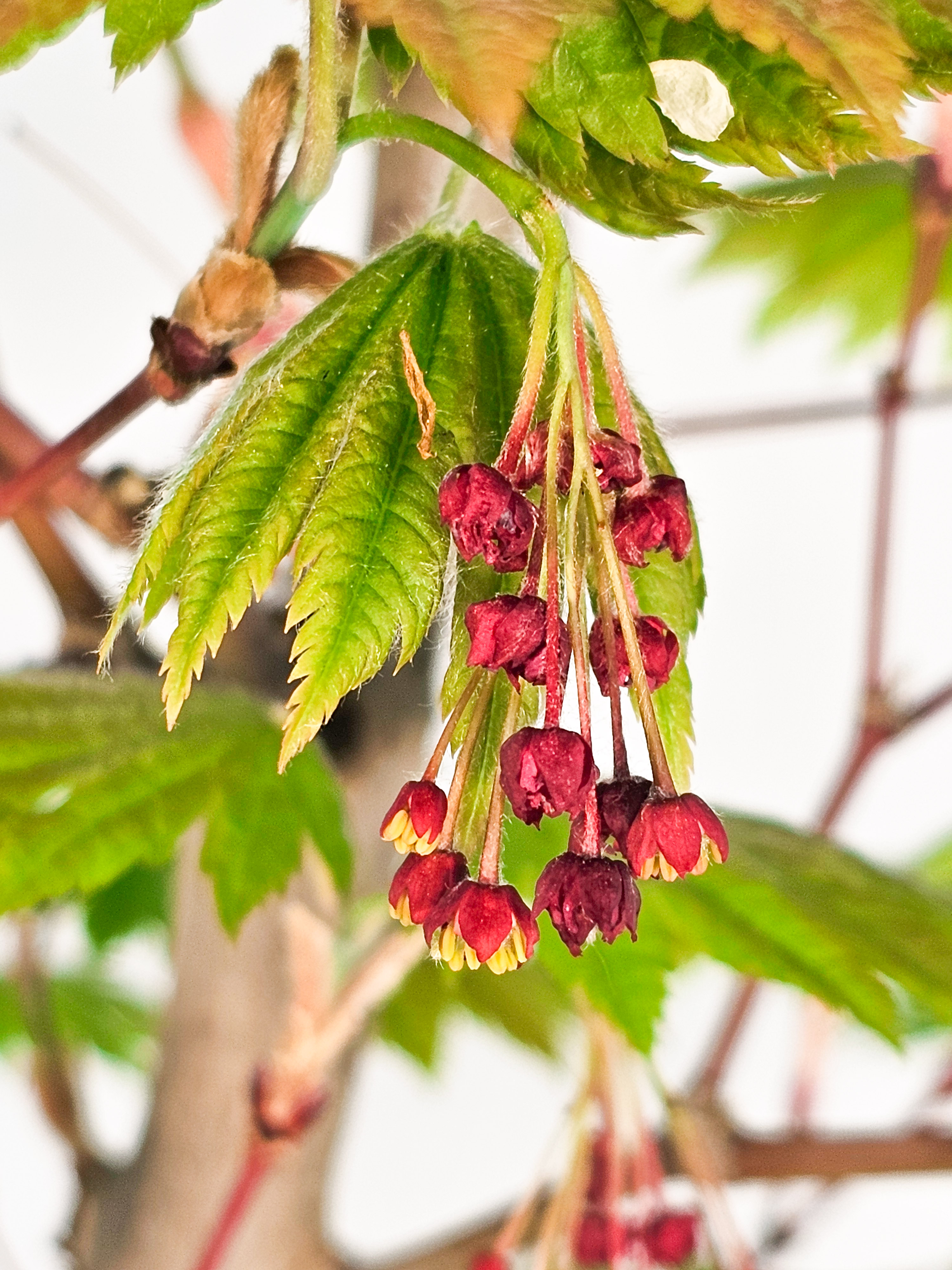 Bonsai Japanischer Ahorn - Acer japonicum 60cm 