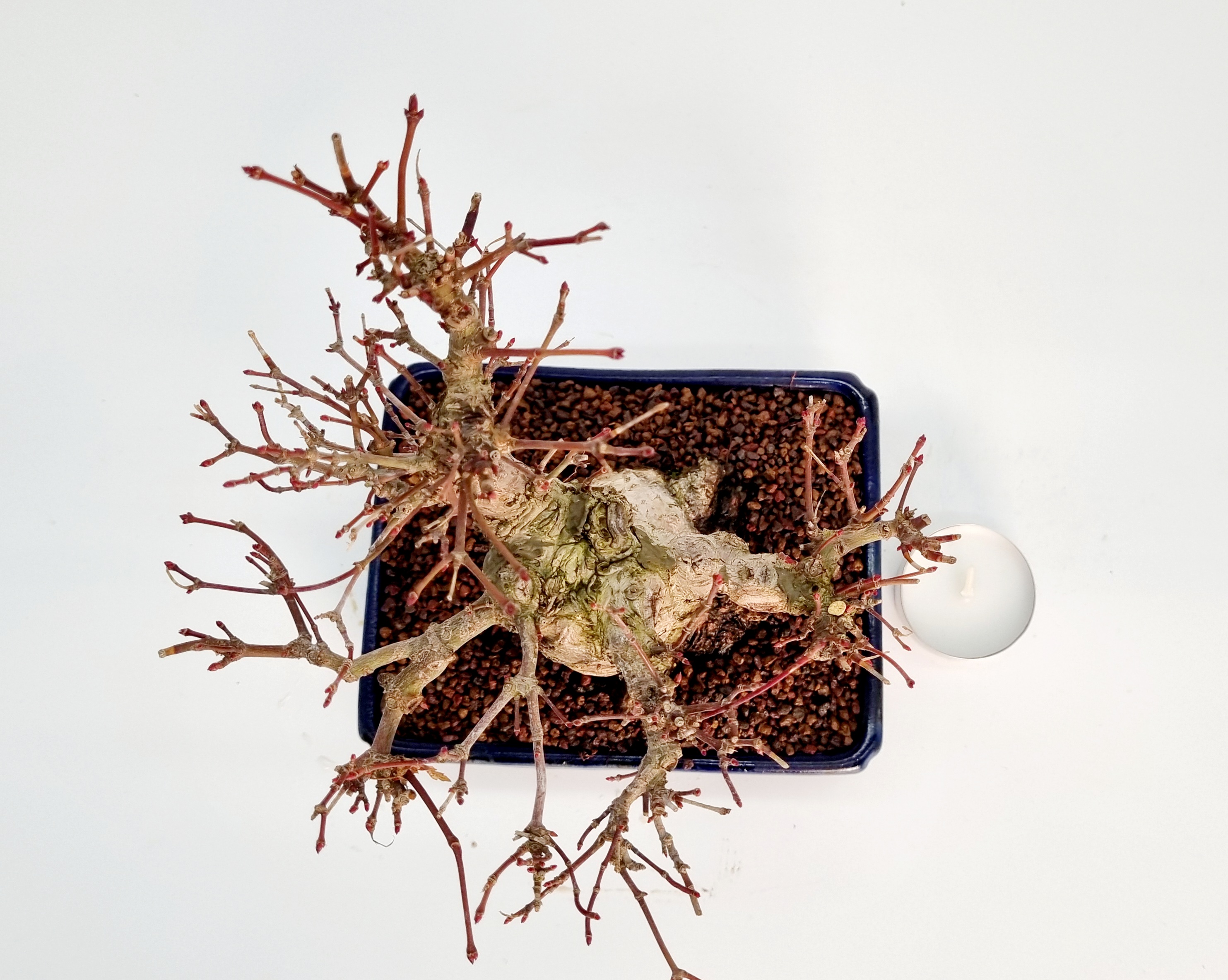 Bonsai Fächerahorn Acer Palmatum Yamamomiji Shohin 16cm Bonsai Fächerahorn Acer Palmatum Yamamomiji Shohin 16cm