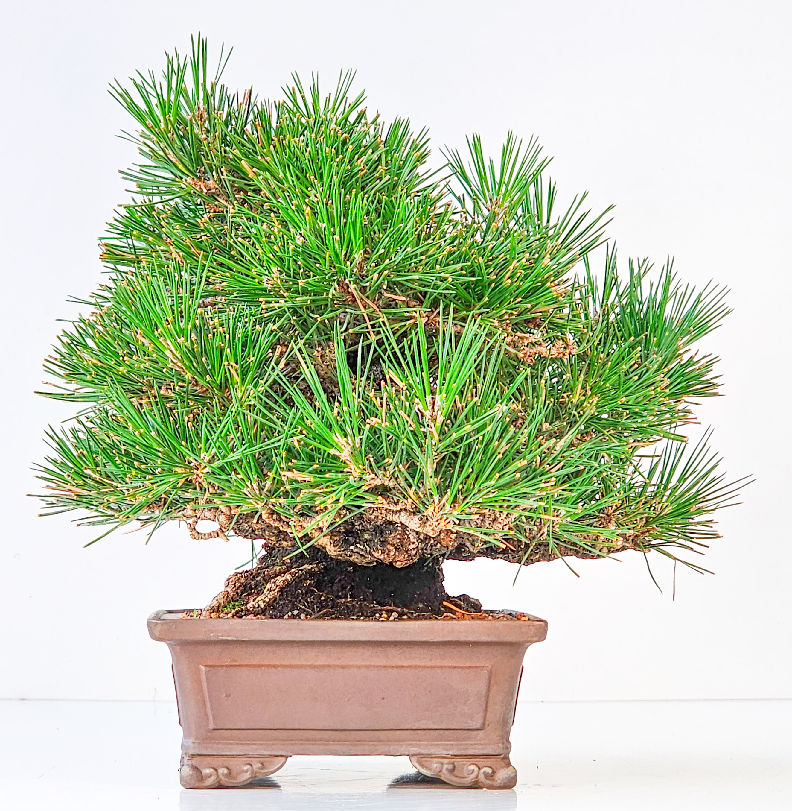 Bonsai Schwarzkiefer - Pinus thunbergii  22,5 cm Video!!
