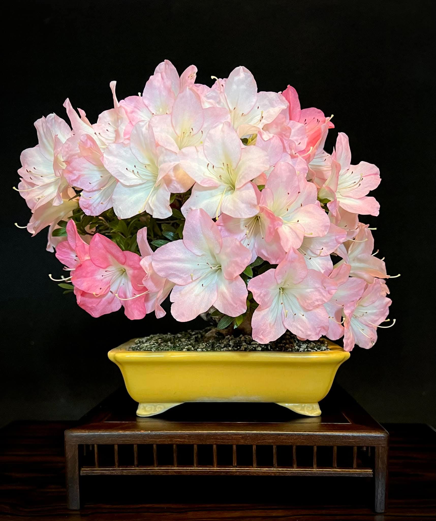 Bonsai Azalee - Rhododendron indicum - Iwaiboshi  Shohin 17cm