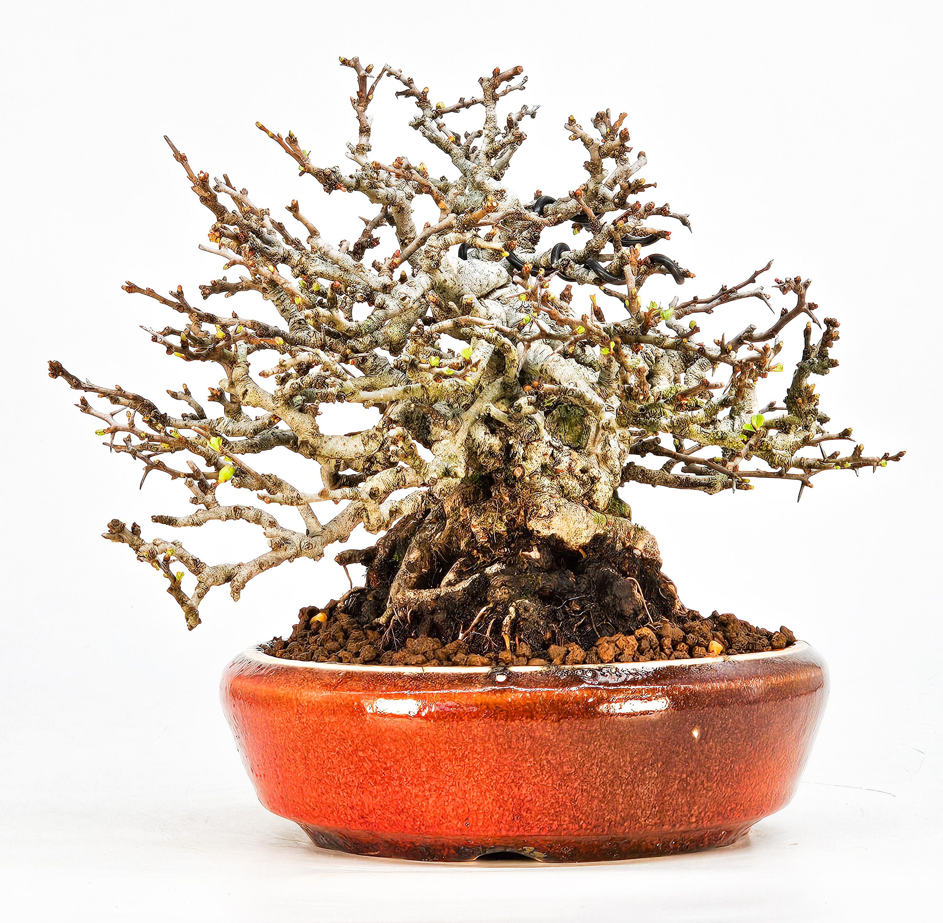 Bonsai Zierquitte - Chaenomeles - Chojubai Shohin 16cm 