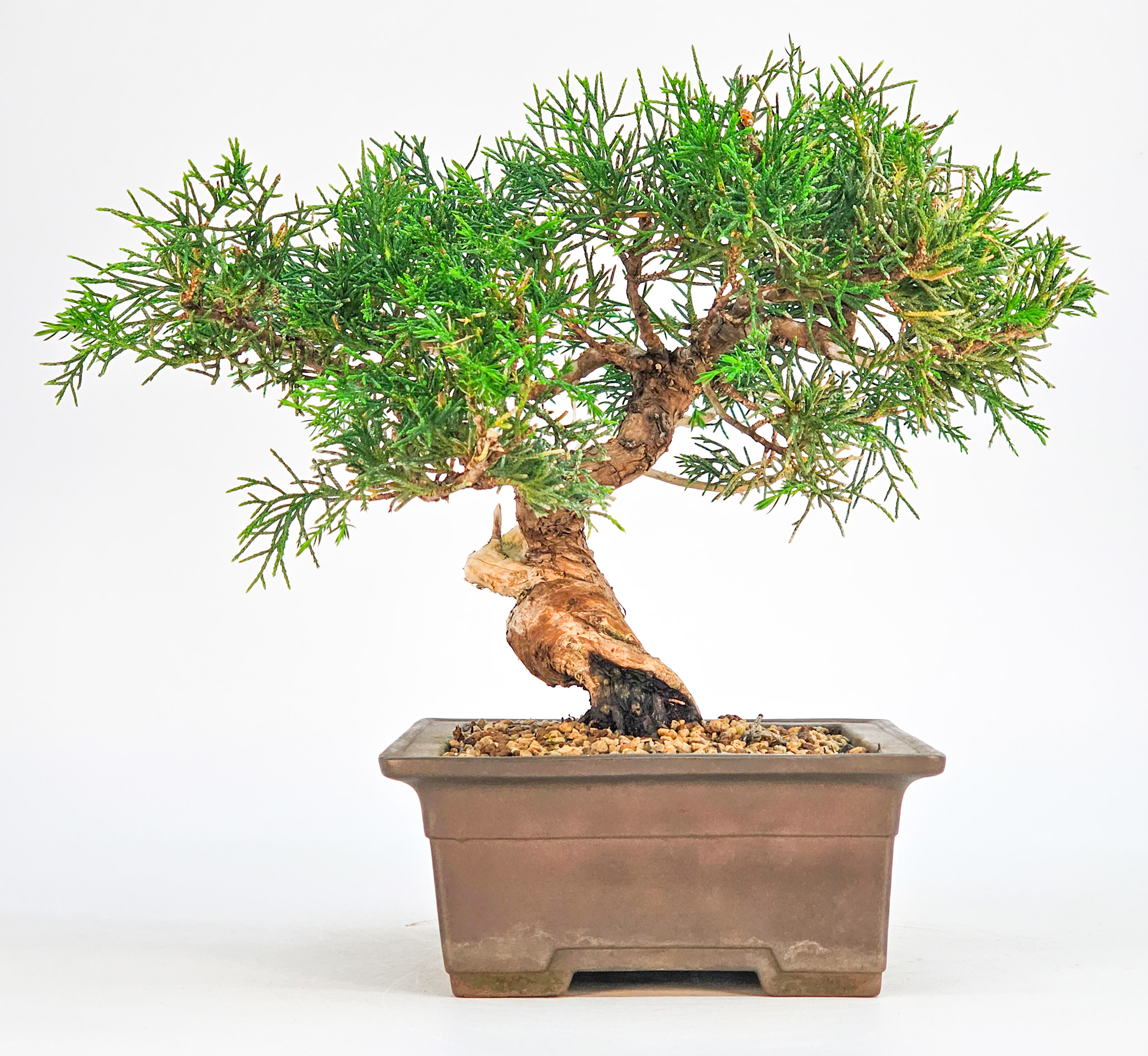 Bonsai Wacholder Juniperus chinensis Shohin 17cm 