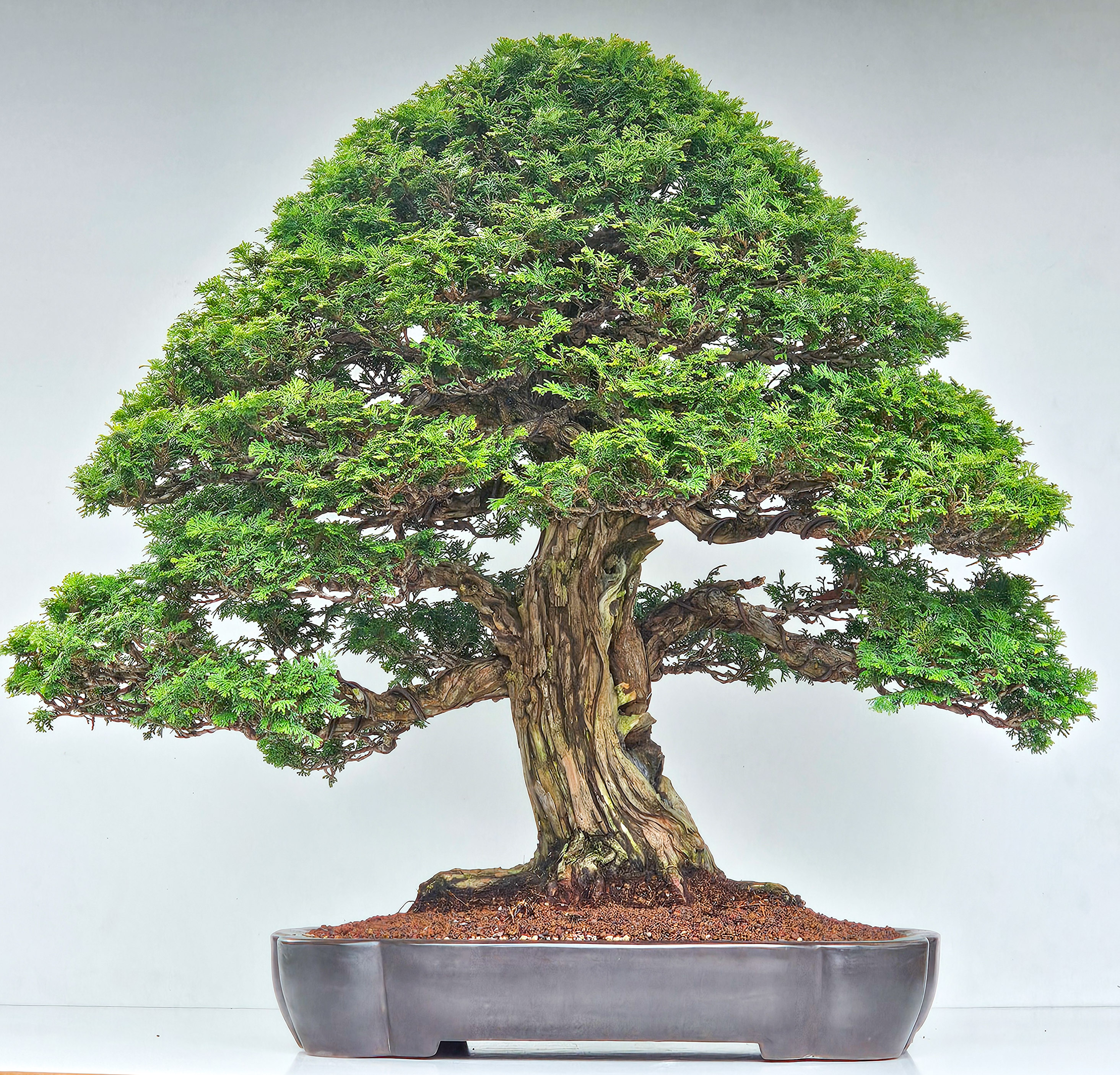 Bonsai Chamaecyparis obtusa 70cm