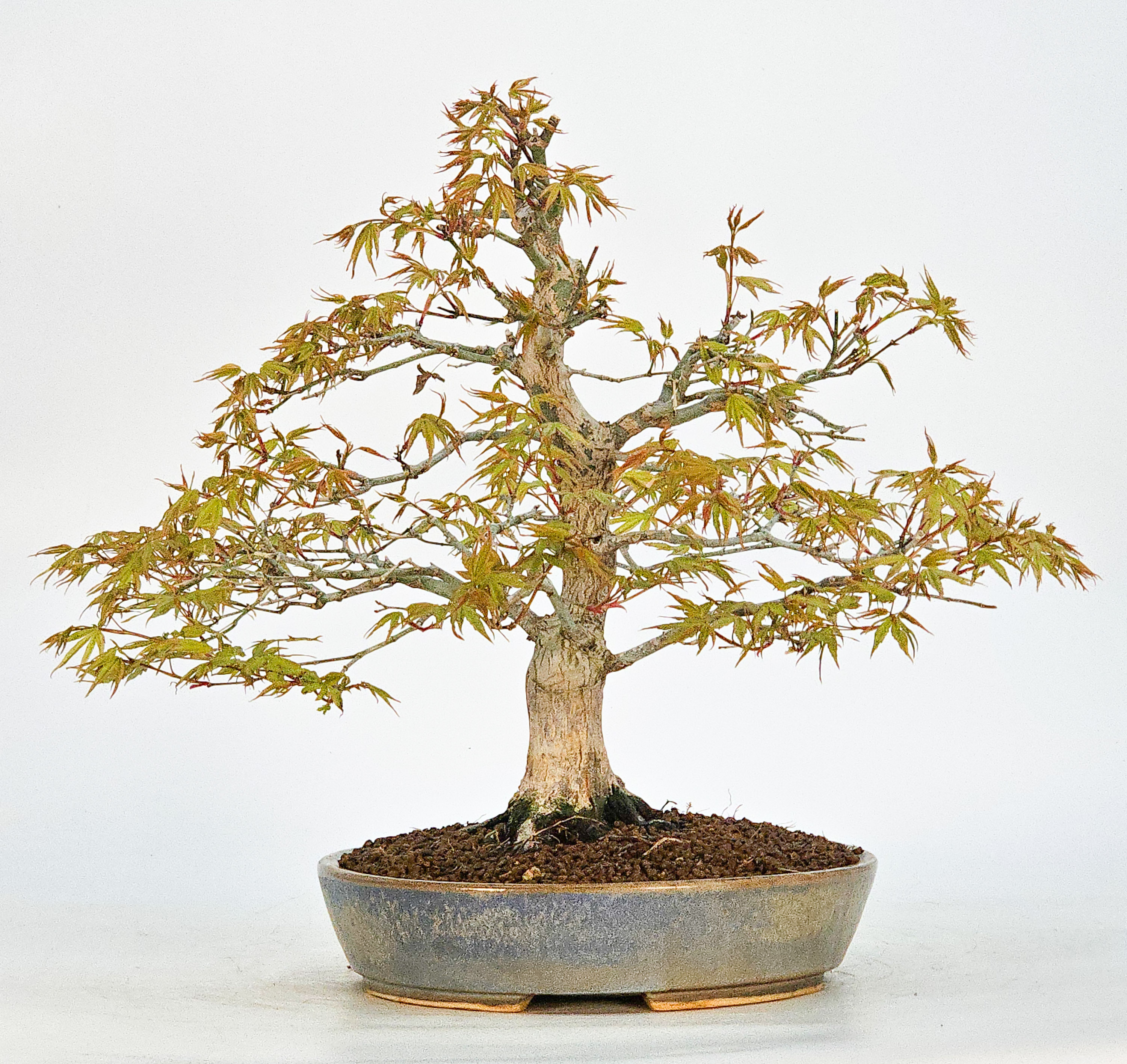 Bonsai Fächerahorn - Acer palmatum 27cm