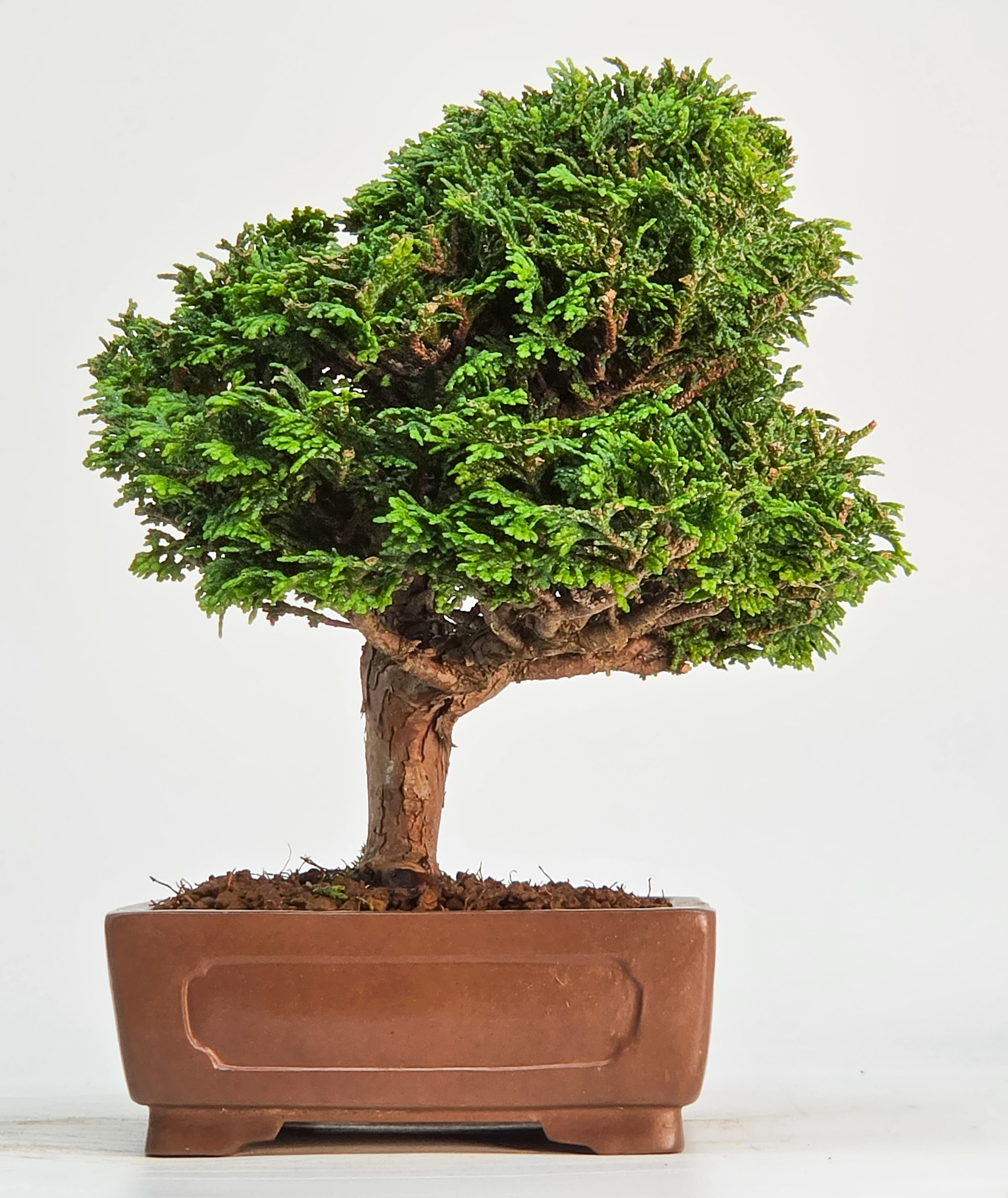 Bonsai Muschelzypresse - Chamaecyparis obtusa Shohin 17cm