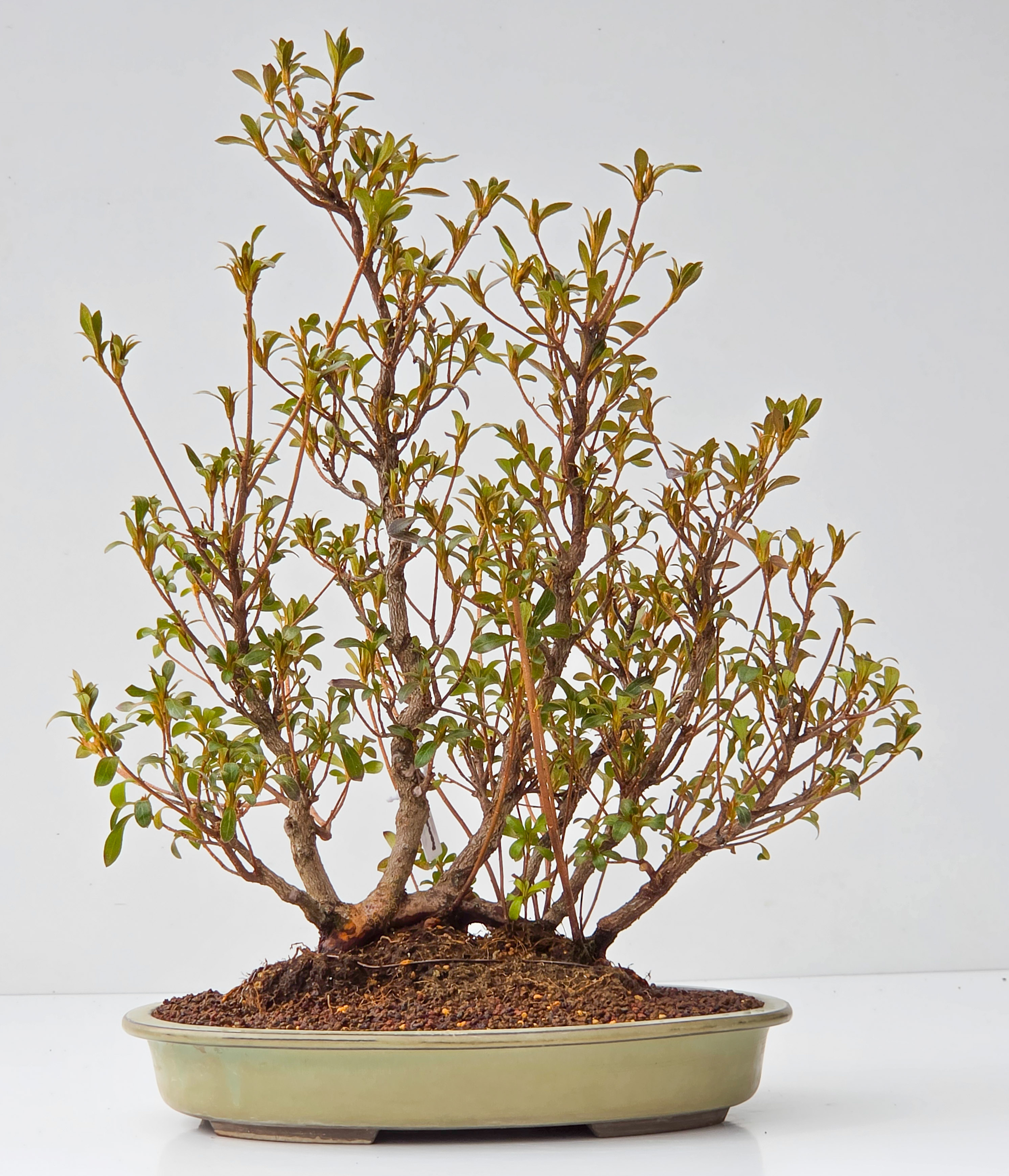 Bonsai Azalee Rhododendron indicum - Hanabin 45cm