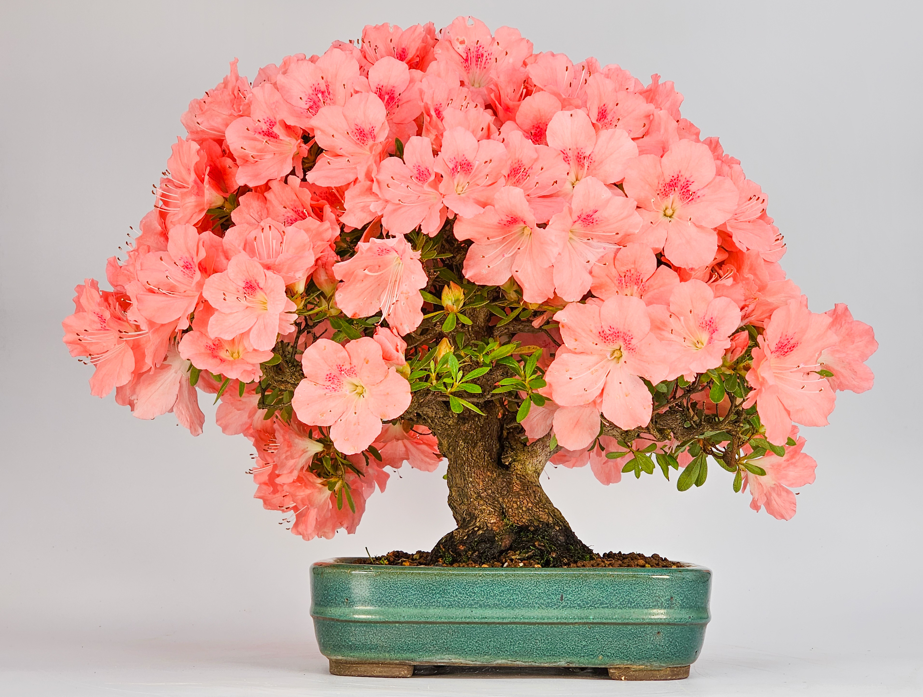 Bonsai Azalee - Rhododendron indicum - Wakaebisu 27cm Video!!
