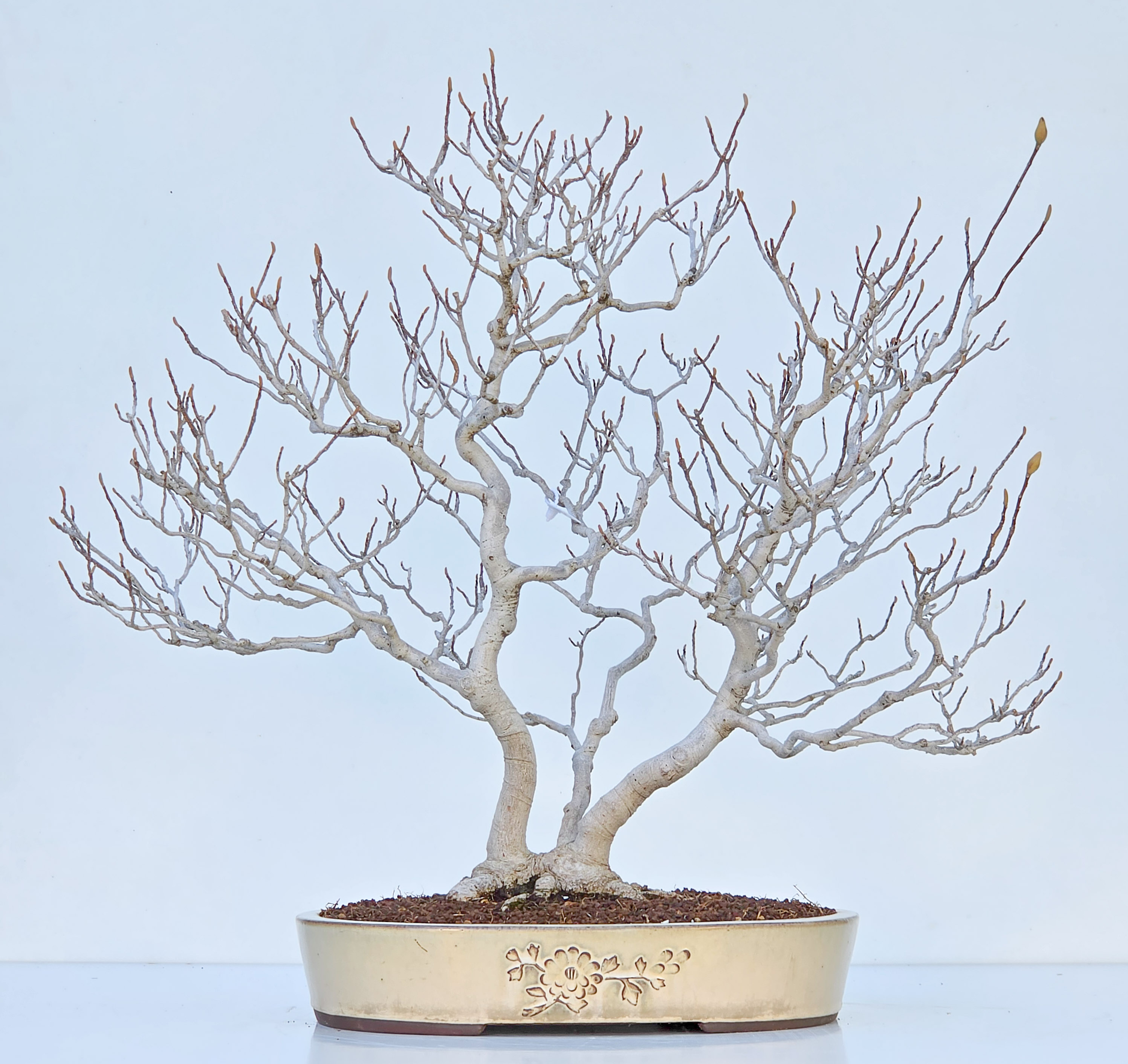 Bonsai Premium Magnolia kobus saucer - Magnolie 55cm