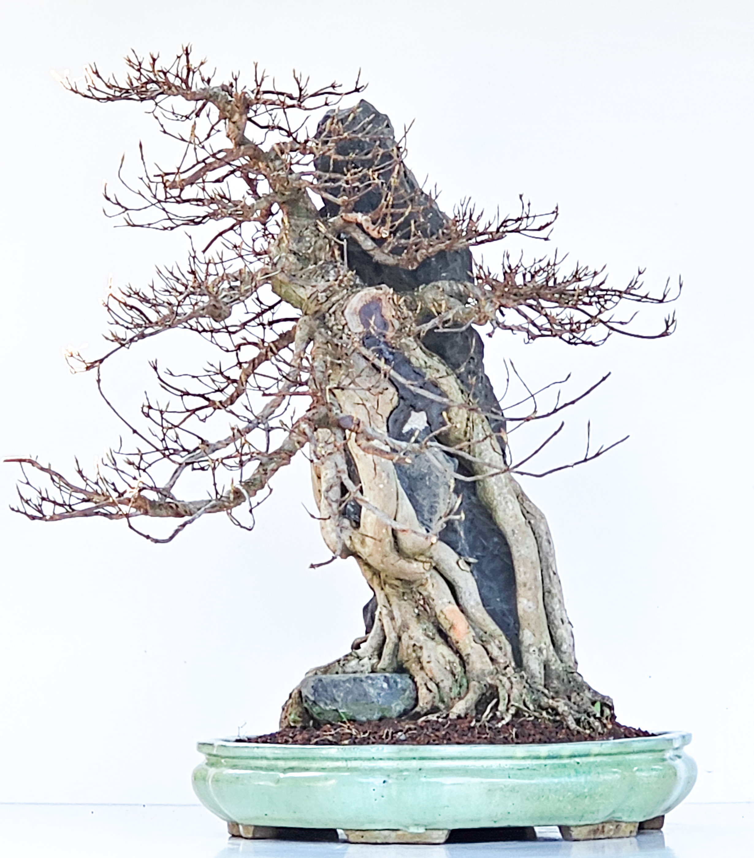 Bonsai Dreispitzahorn - Acer buergerianum Ishizuki 56cm - Video!! Bonsai Dreispitzahorn - Acer buergerianum Ishizuki 56cm - Video!!