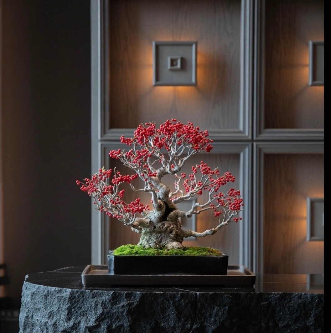 Bonsai Jap. Winterbeere - Ilex serrata 36cm Bonsai Jap. Winterbeere - Ilex serrata 36cm