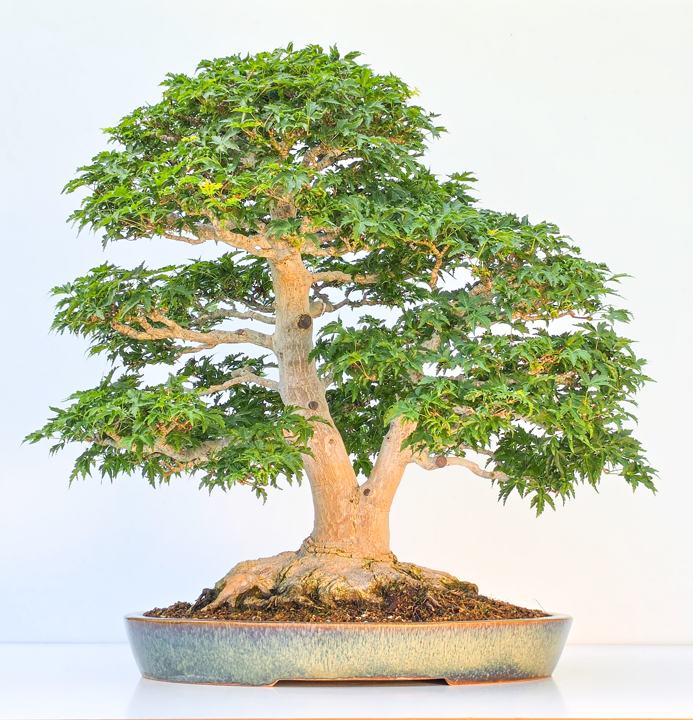 Bonsai Premium Löwenkopfahorn- Acer palmatum Shishigashira 61cm Video!!