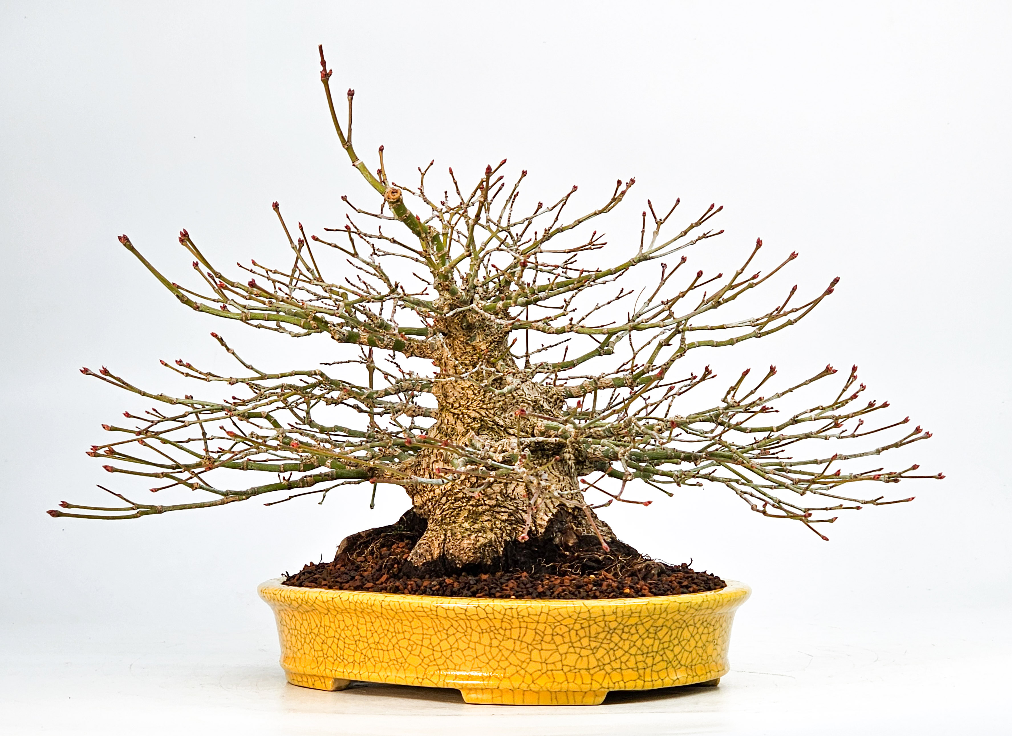 Bonsai Fächerahorn - Acer palmatum Shohin 21cm Video!!