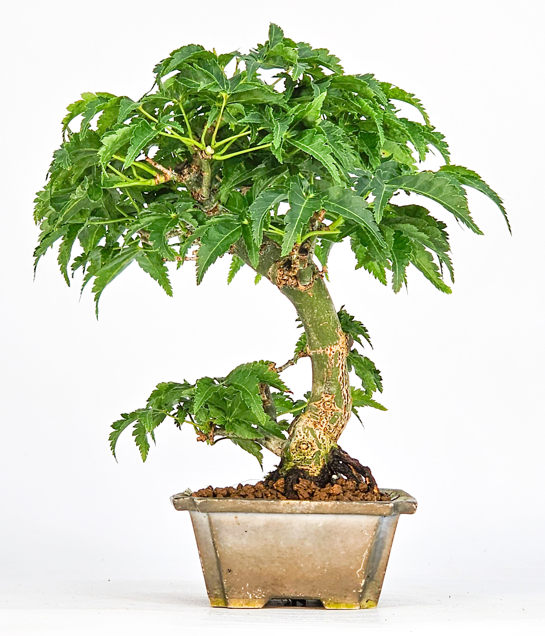 Bonsai Löwenkopfahorn- Acer palmatum Shishigashira Shohin 11cm