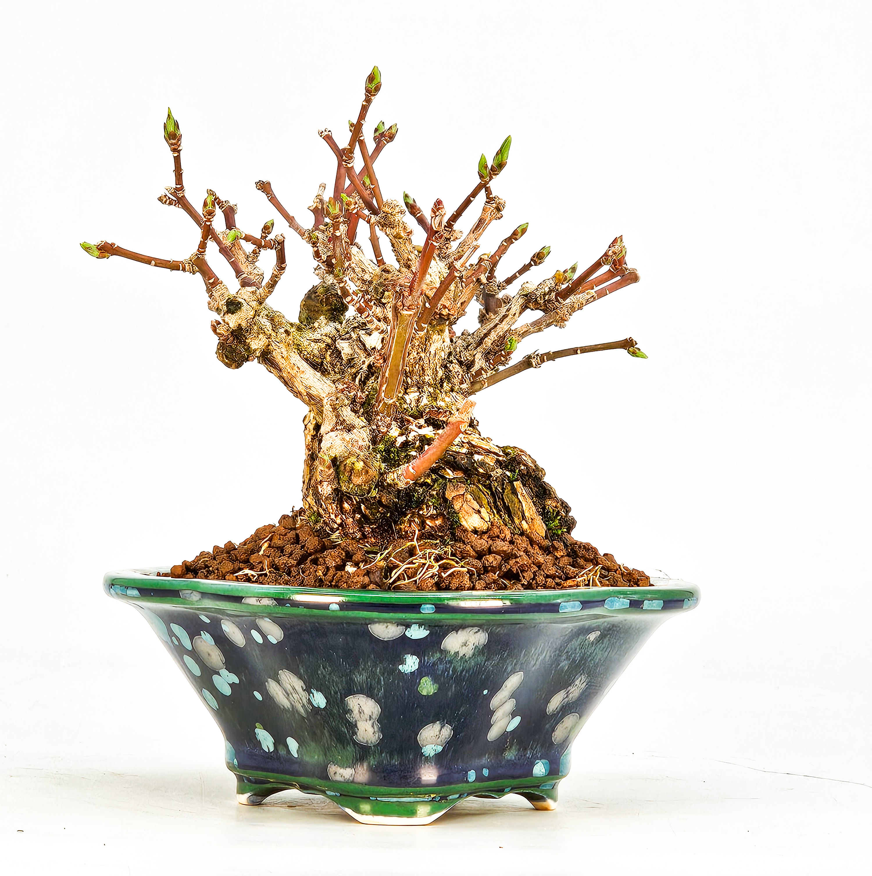  Bonsai Pfaffenhütchen - Euonymus Shohin 10cm