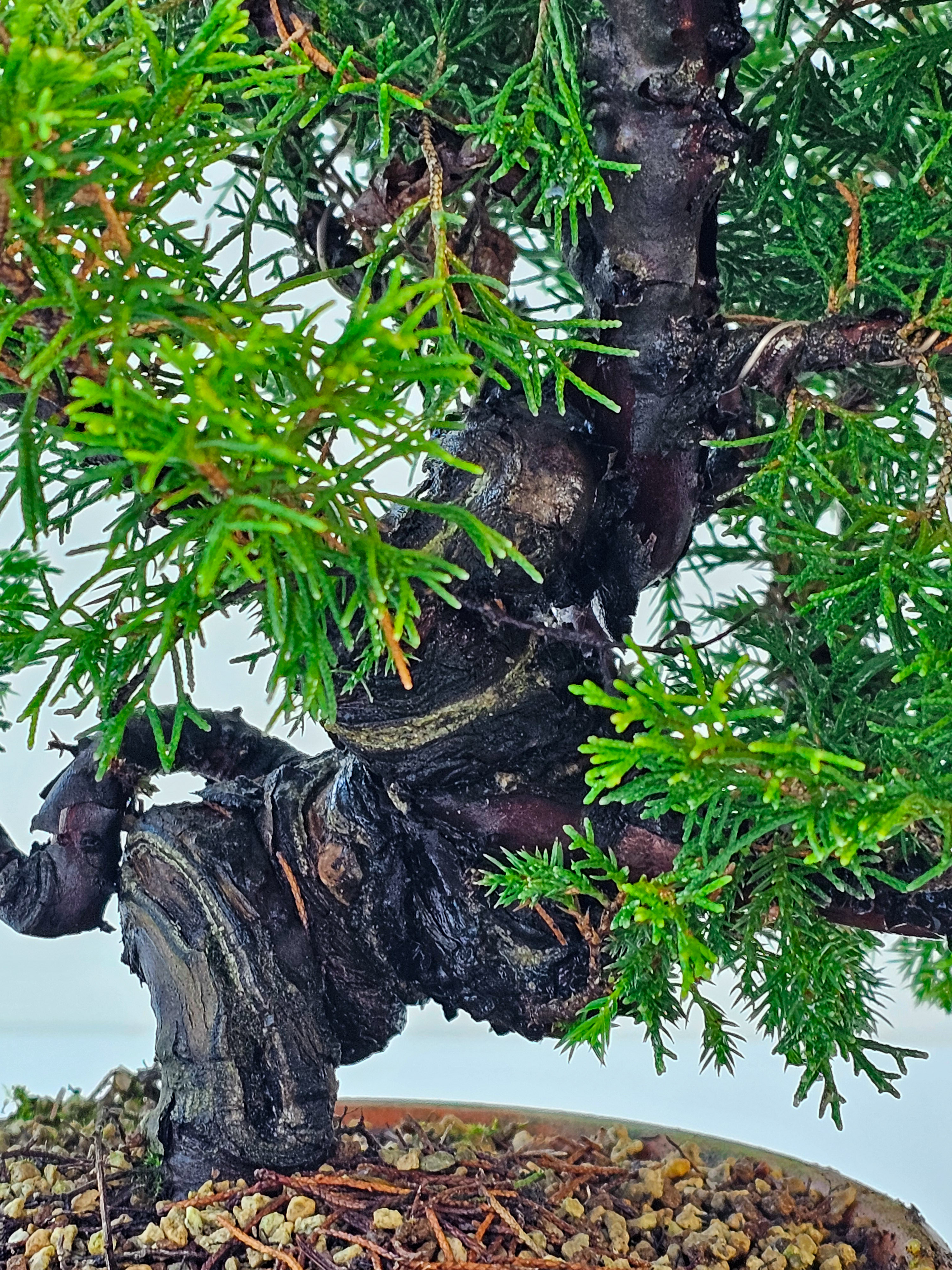 Bonsai Wacholder Juniperus chinensis shimpaku 46,5cm  