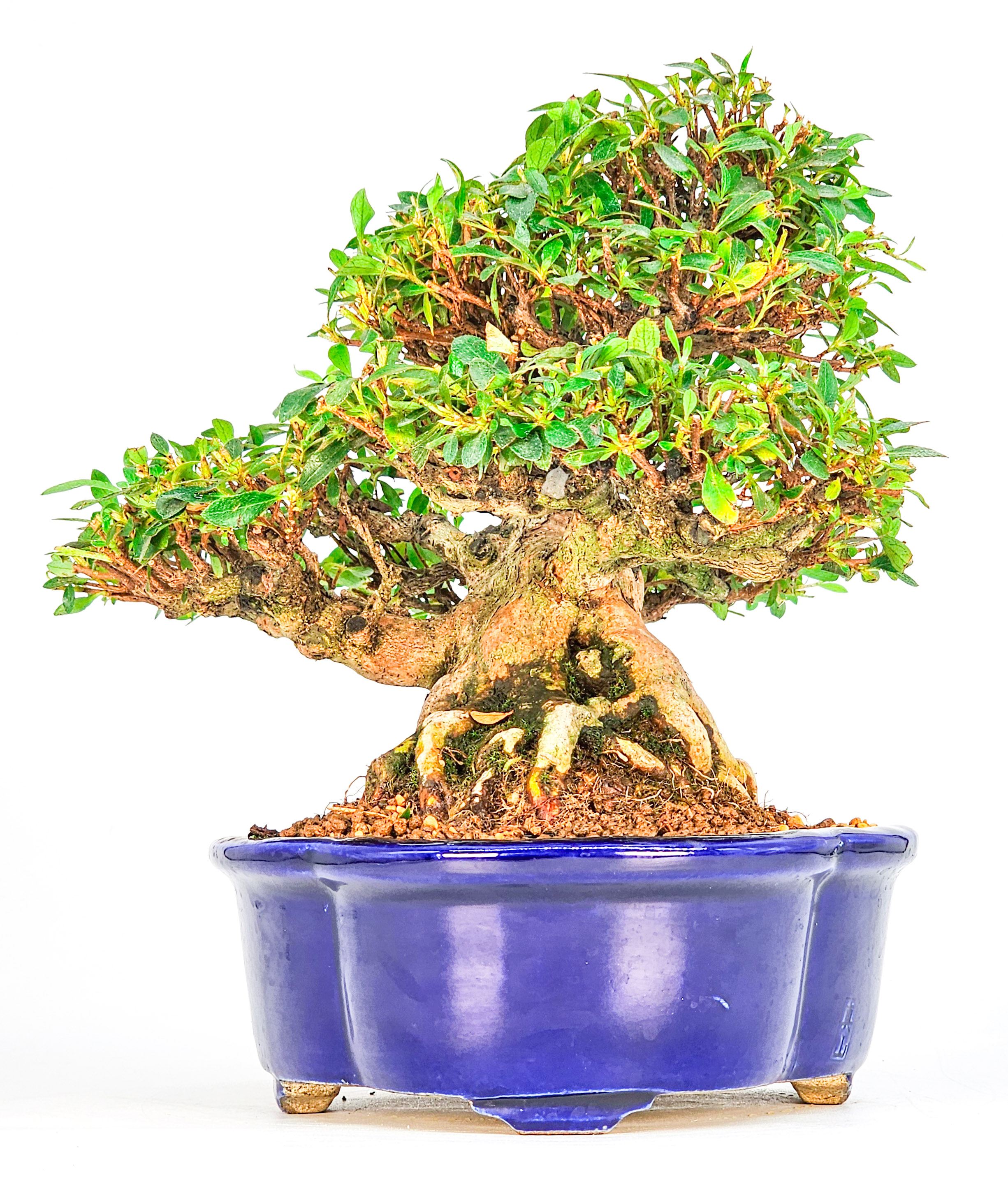 Bonsai Azalee - Rhododendron indicum - Hanabin 21cm