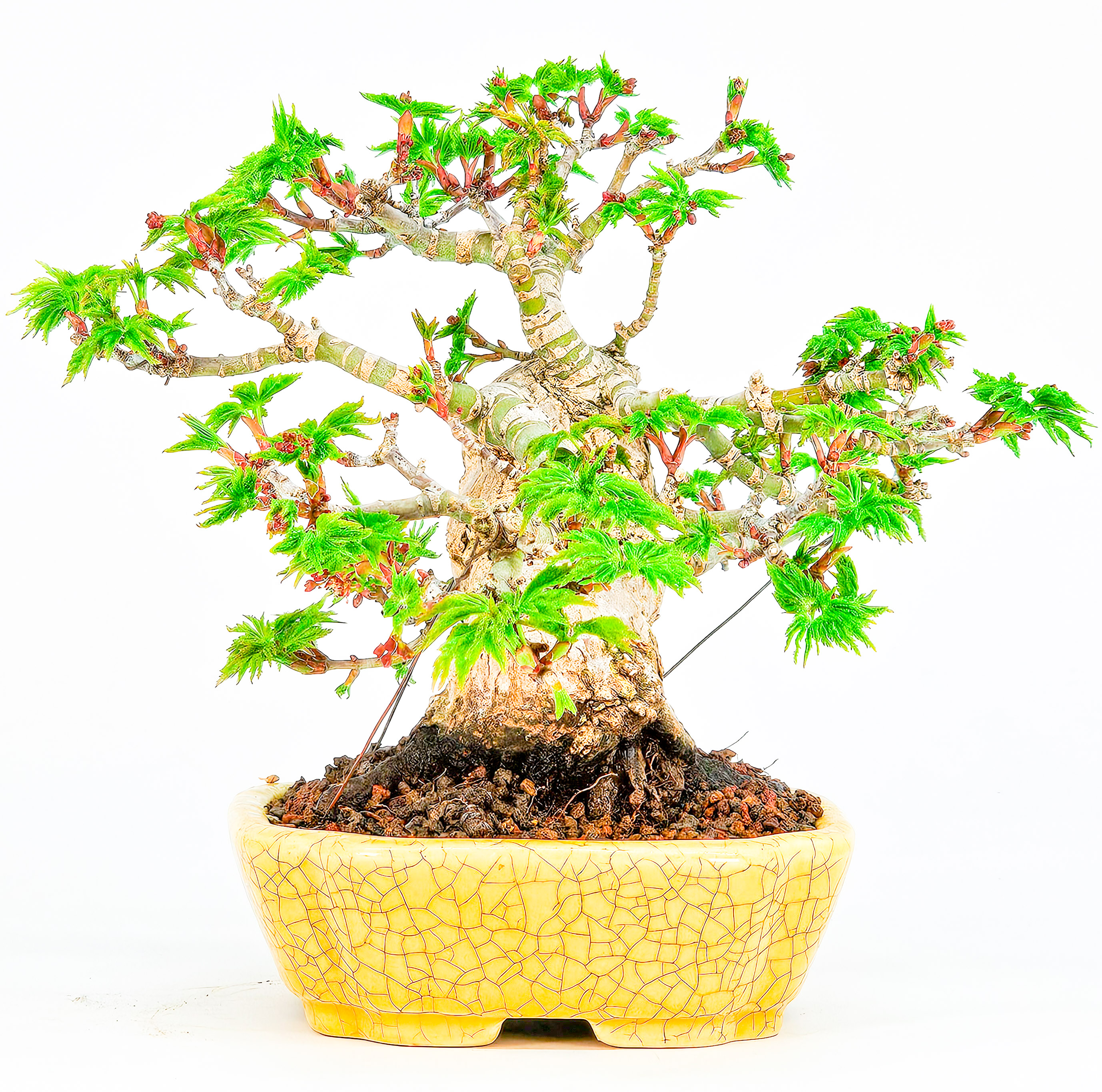 Bonsai Löwenkopfahorn- Acer palmatum Shishigashira Shohin 12cm Bonsai Löwenkopfahorn- Acer palmatum Shishigashira Shohin 12cm