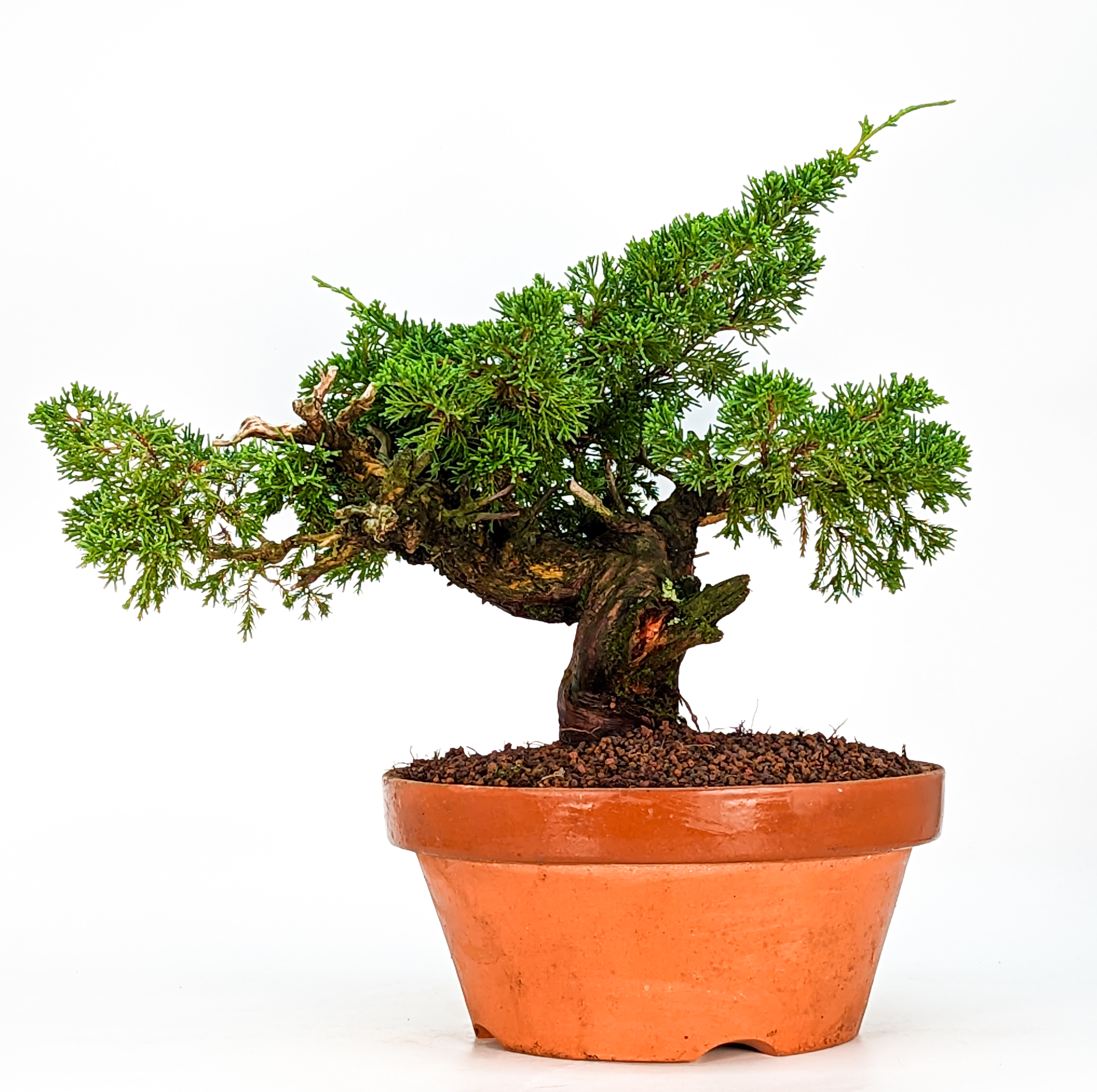 Bonsai Wacholder Juniperus chinensis 24cm