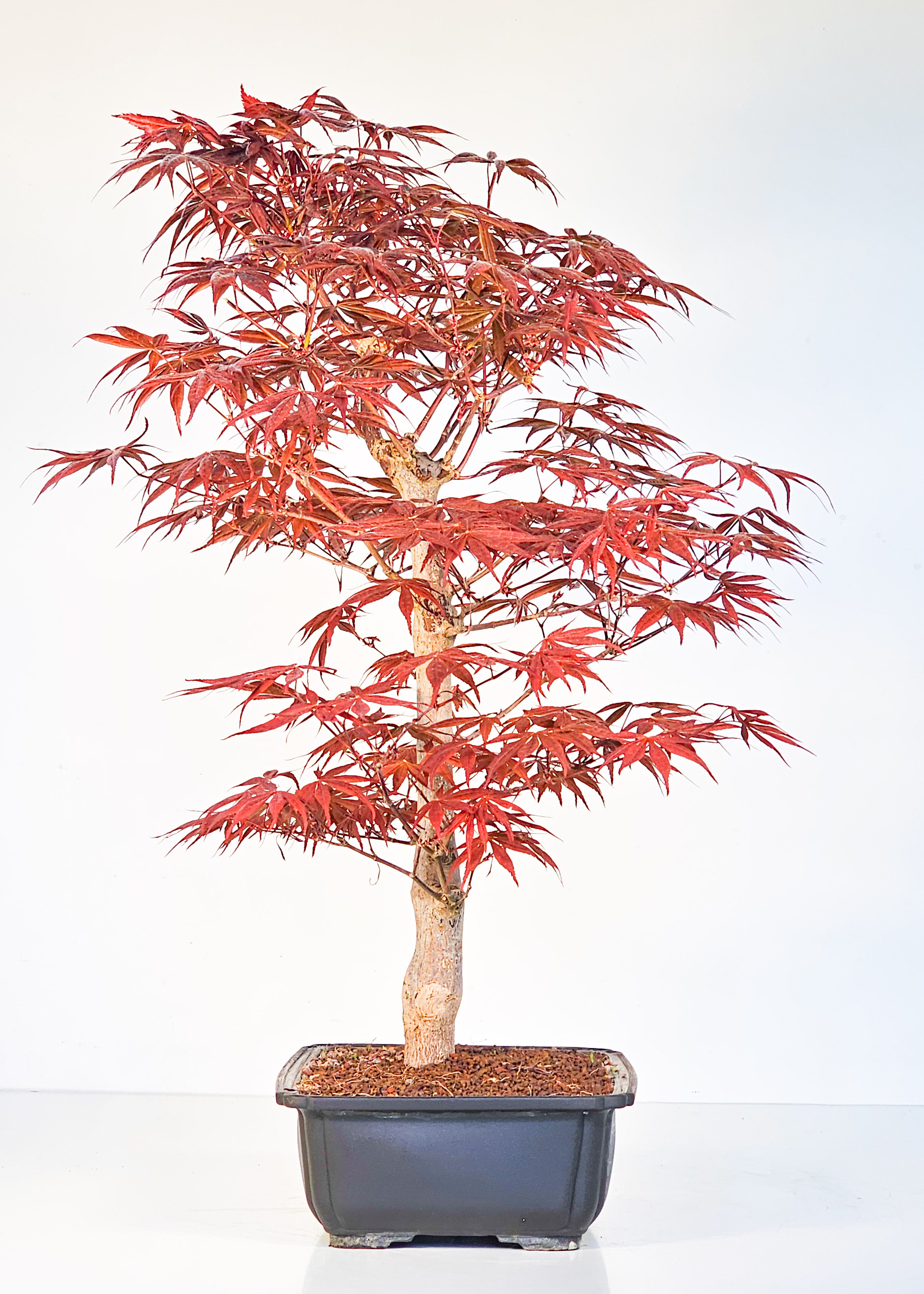 Bonsai Fächerahorn - Acer palmatum Shojo-nomura 52cm