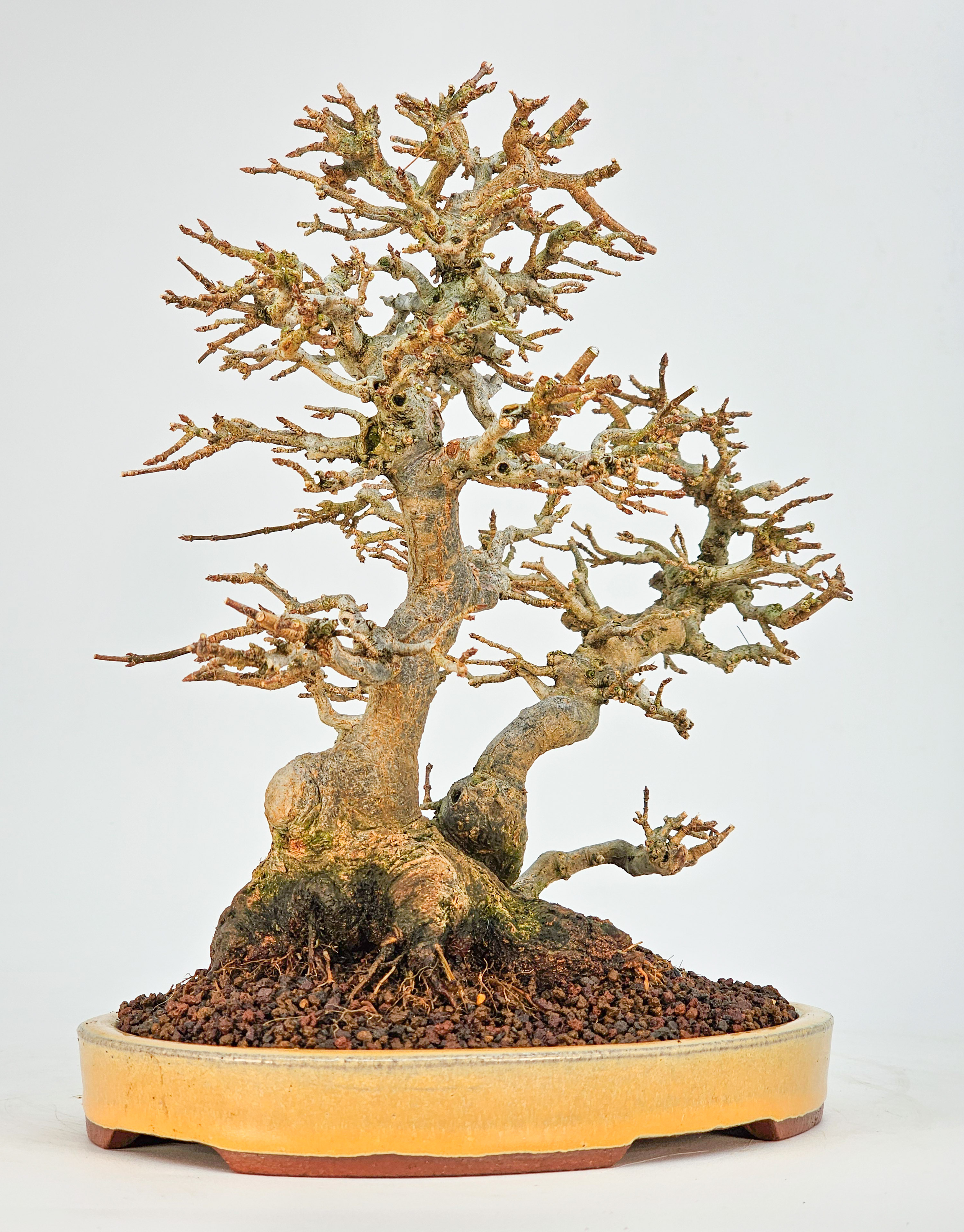 Bonsai Dreispitzahorn - Acer buergerianum 23cm Video!!