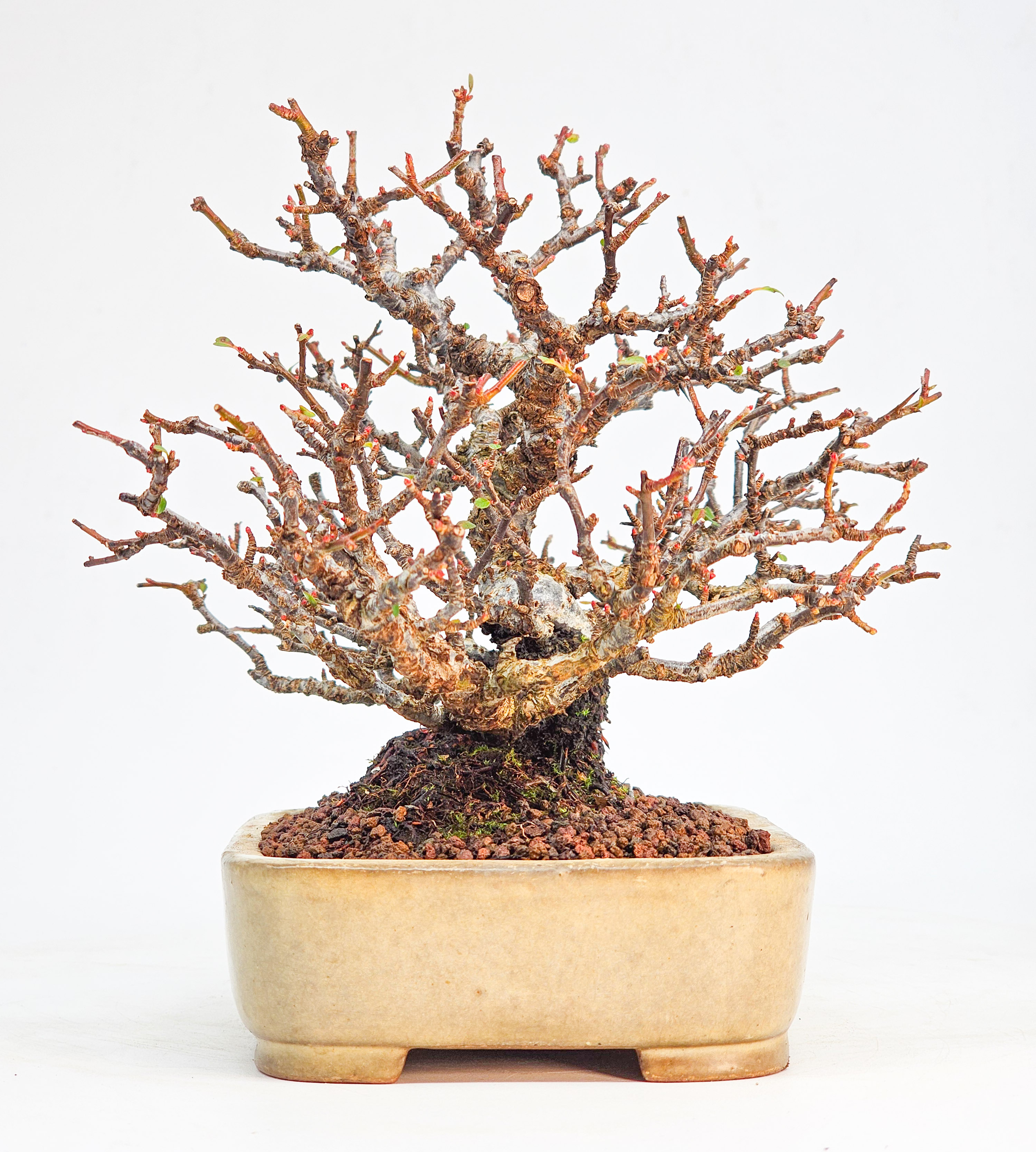 Bonsai Feuerdorn - Pyracantha Shohin 15cm