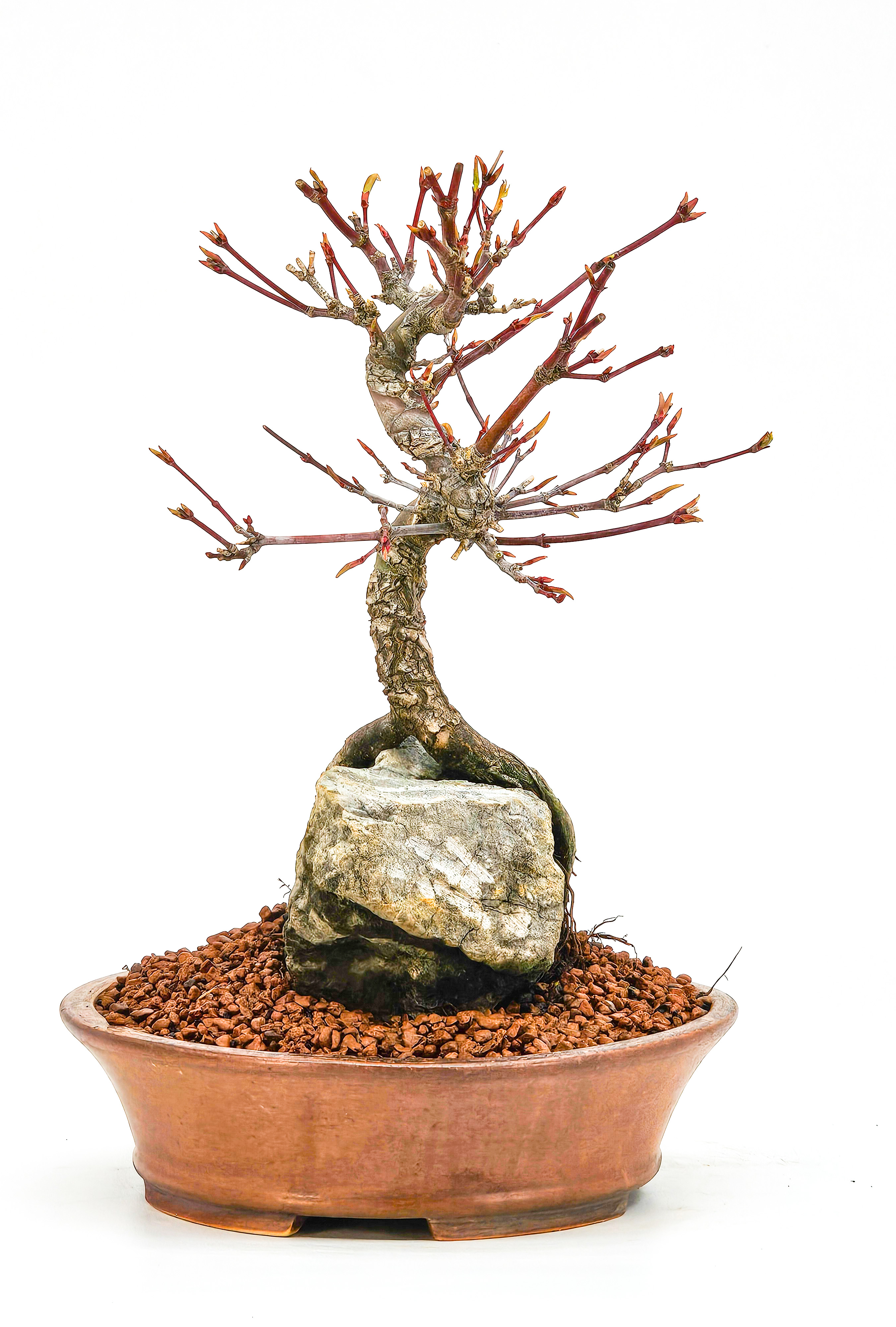 Bonsai Fächerahorn - Acer palmatum Arakawa 21cm  